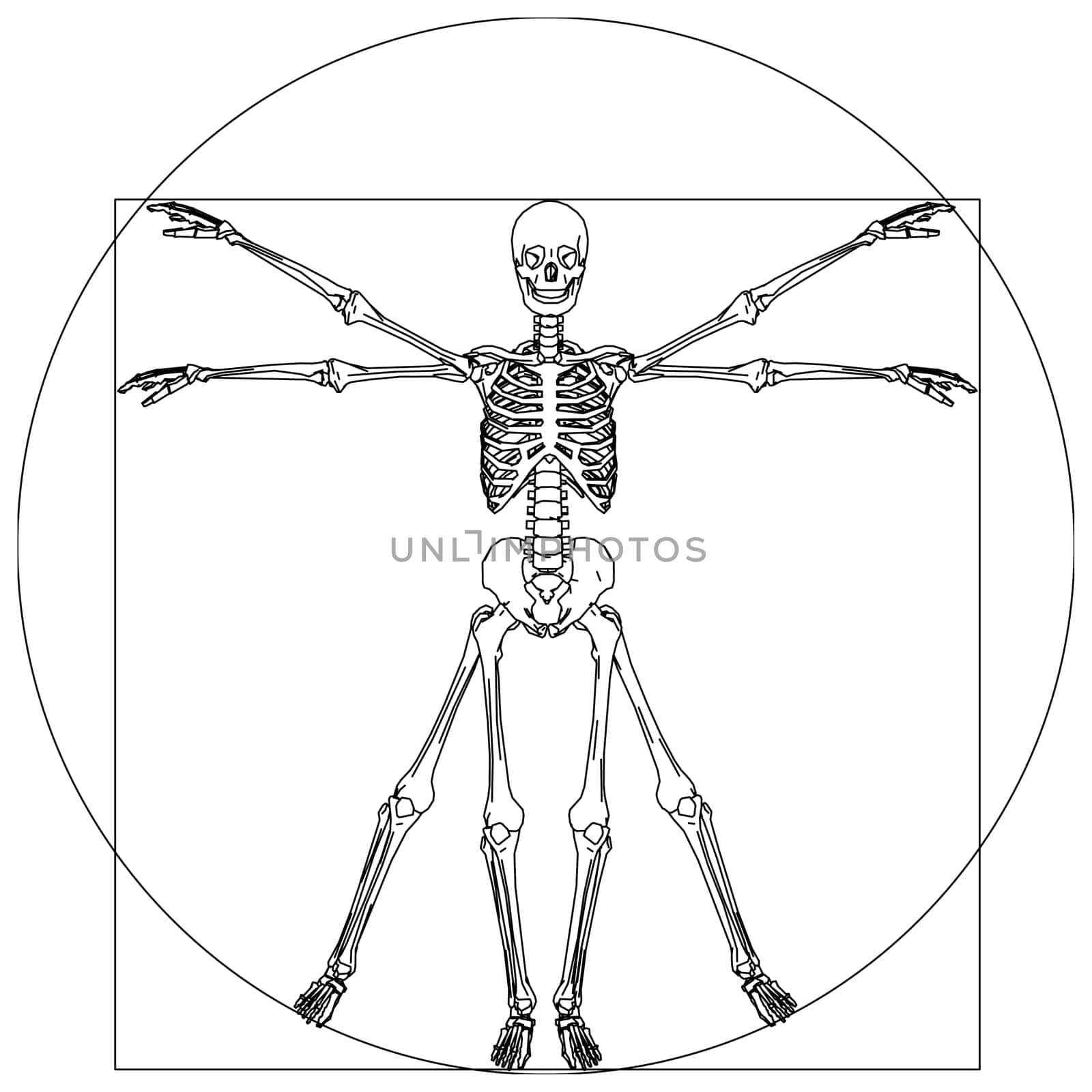 da vinci skeleton