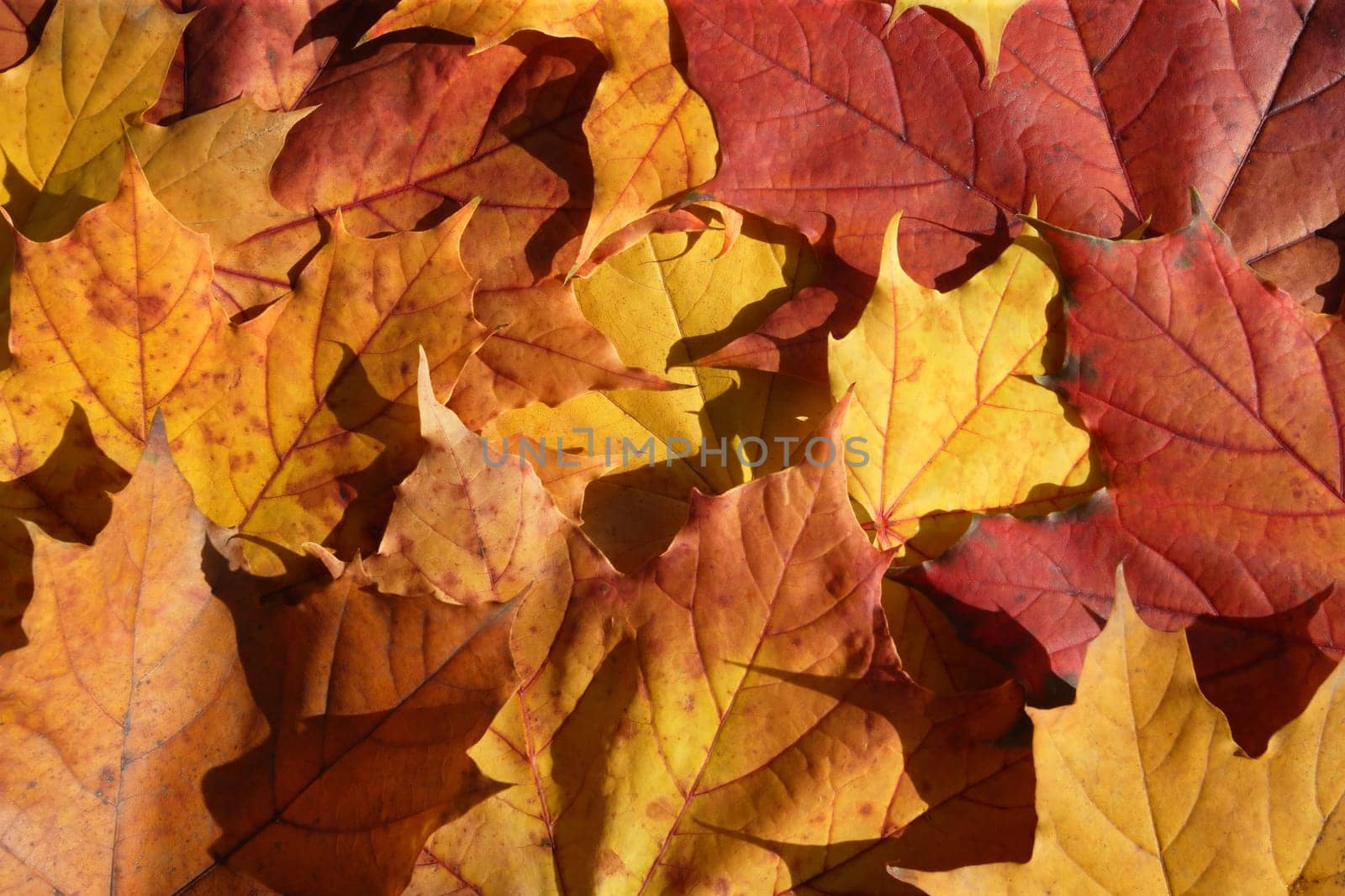 Maple leaves turning colour in the October sun.