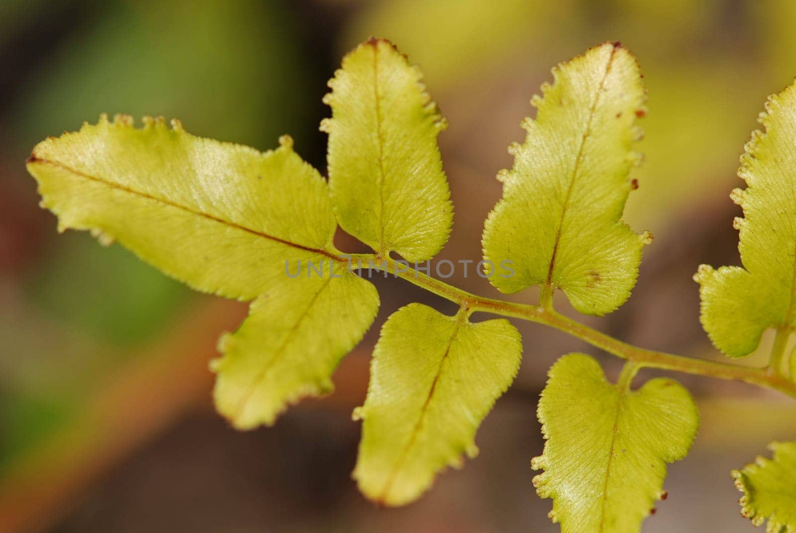 yellow plant leaf in the parks