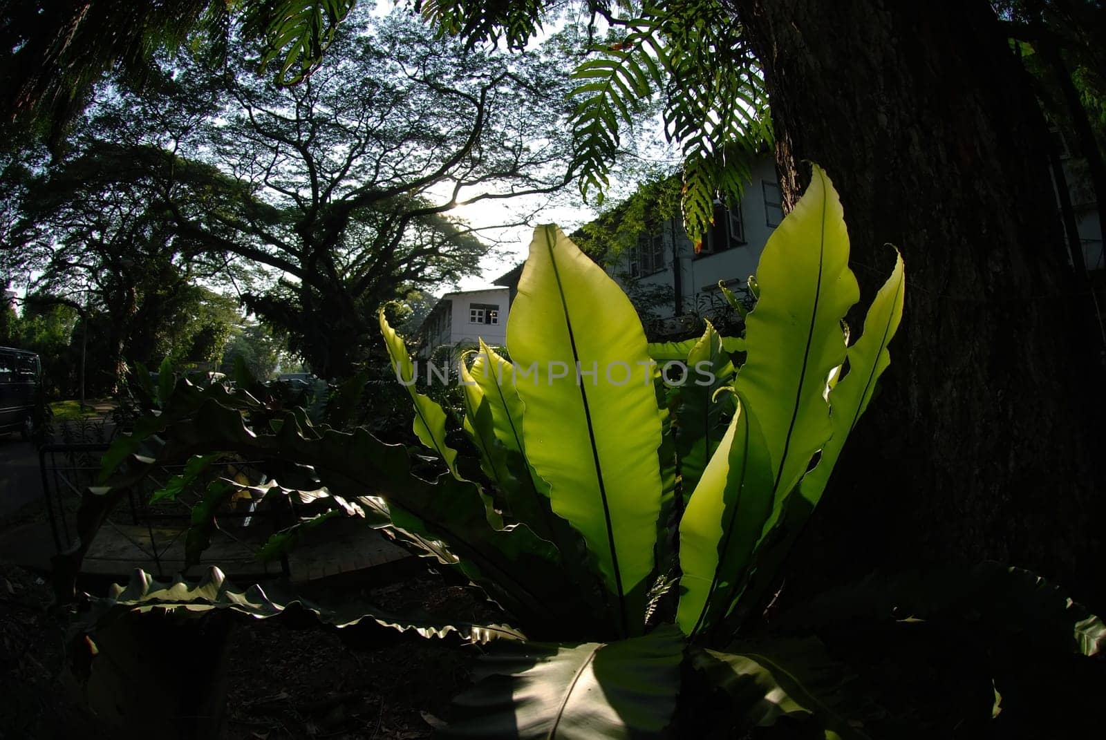 green plant and tree in the parks