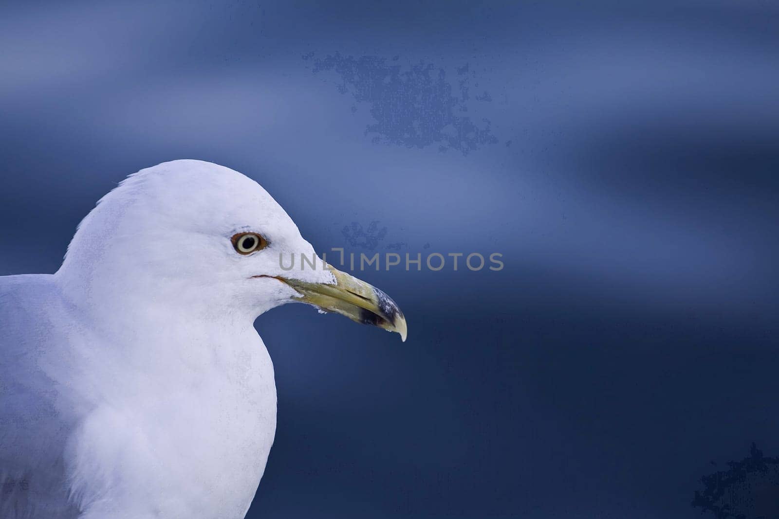 Sea gull