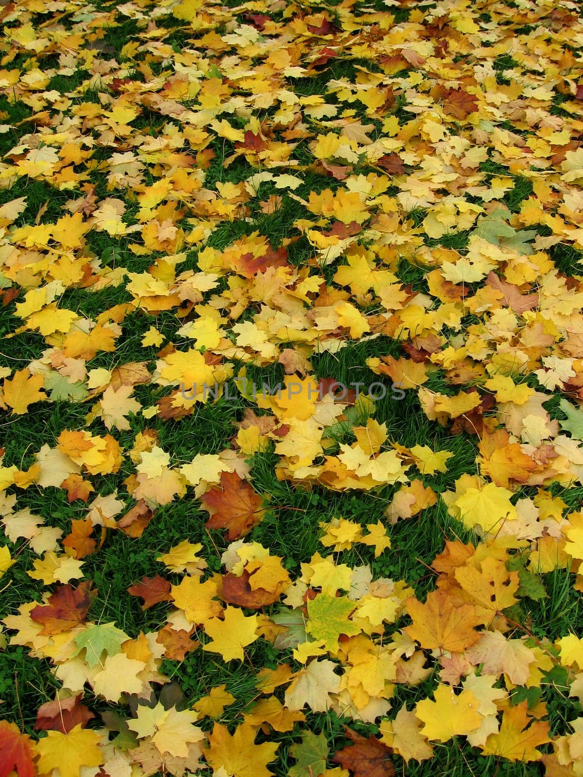 Autumn leaves
