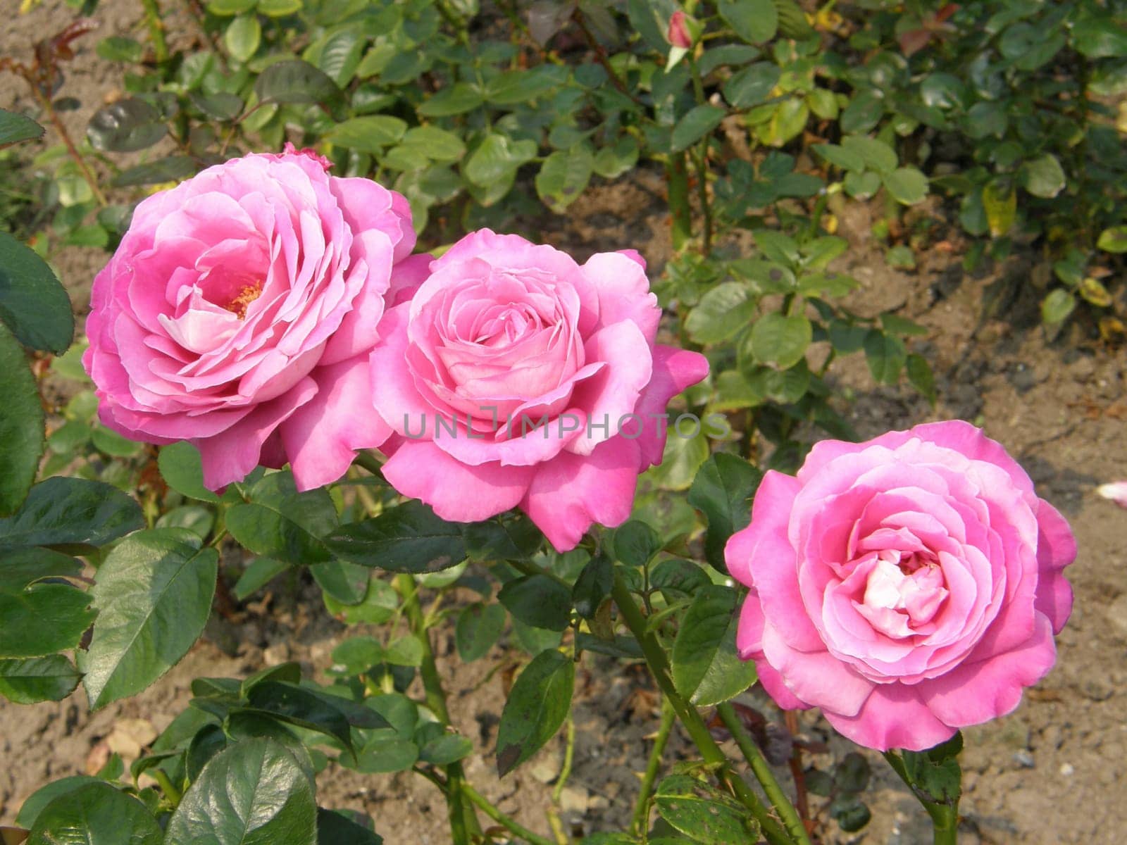 In A Rose Garden
