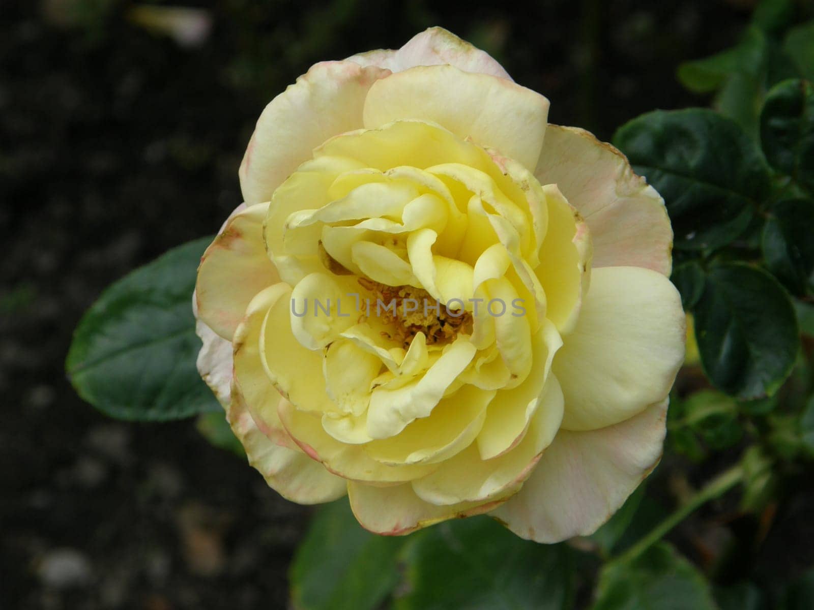 In A Rose Garden