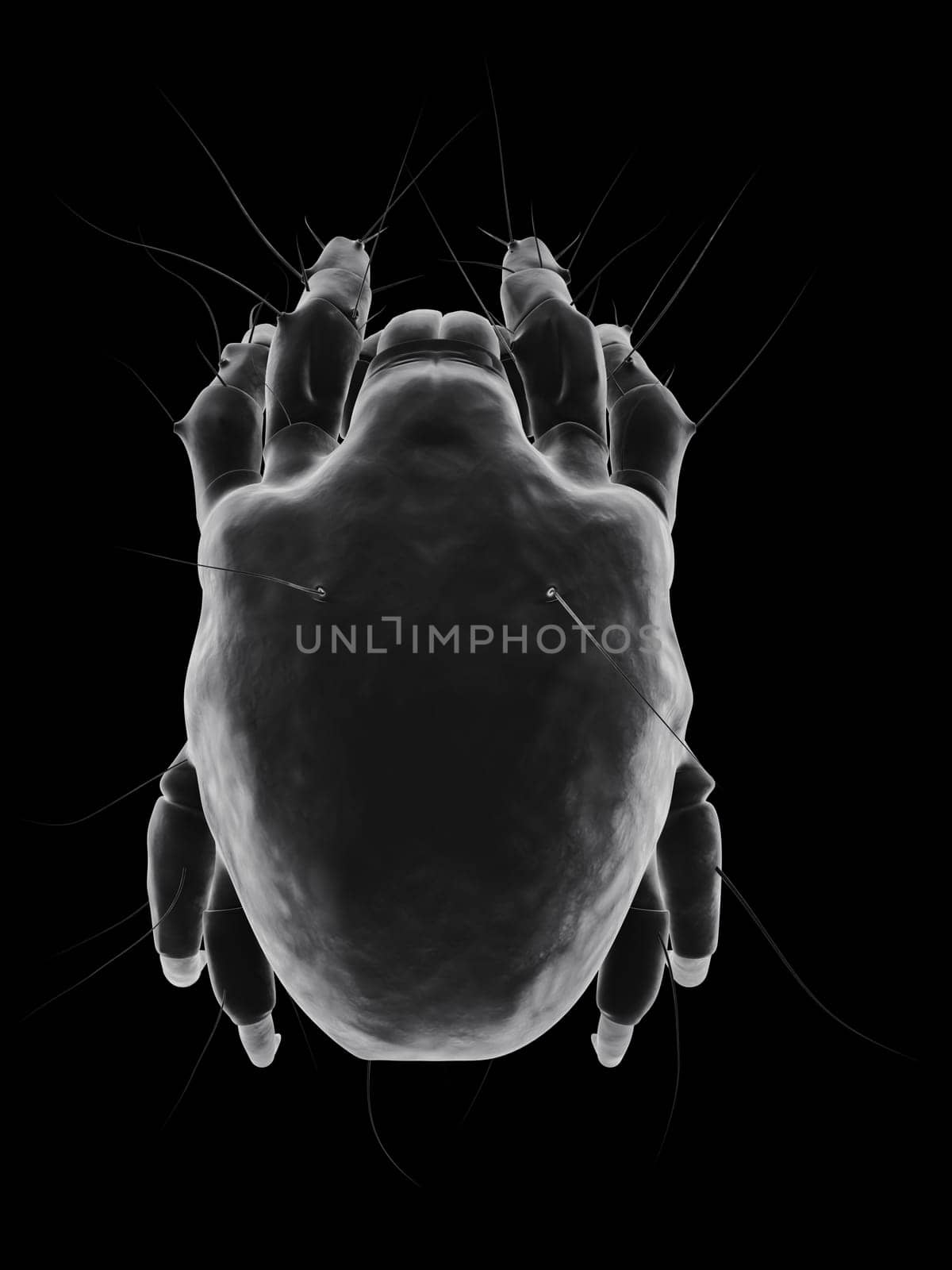 3d rendered close up of an isolated mite