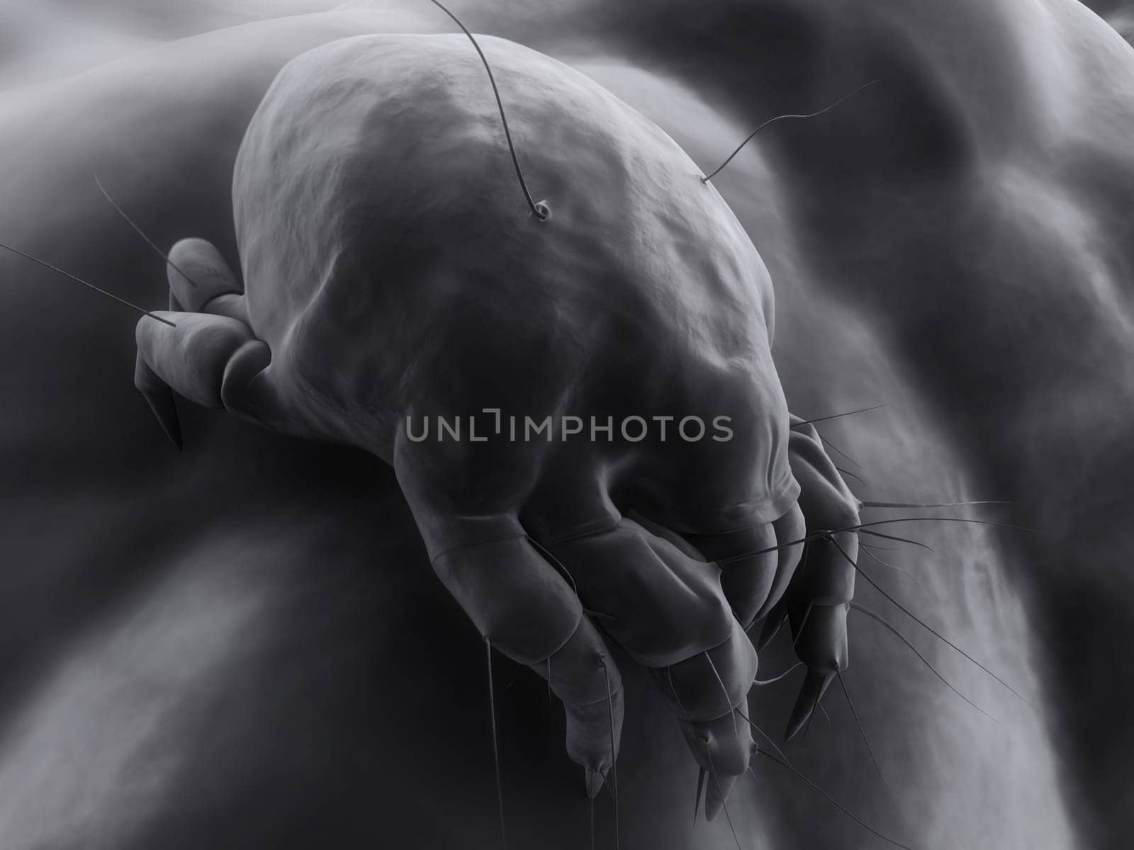3d rendered close up of an isolated mite