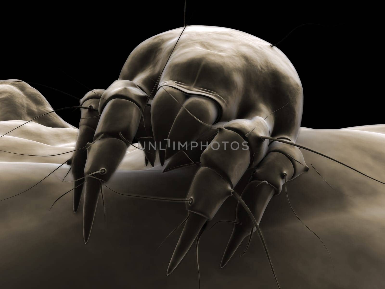 3d rendered illustration of an isolated mite