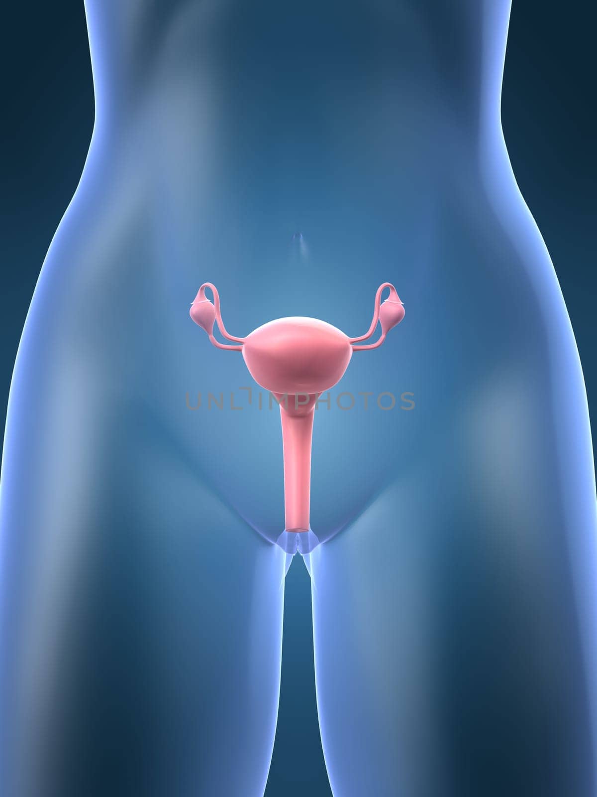 3d rendered anatomy illustration of a female uterus