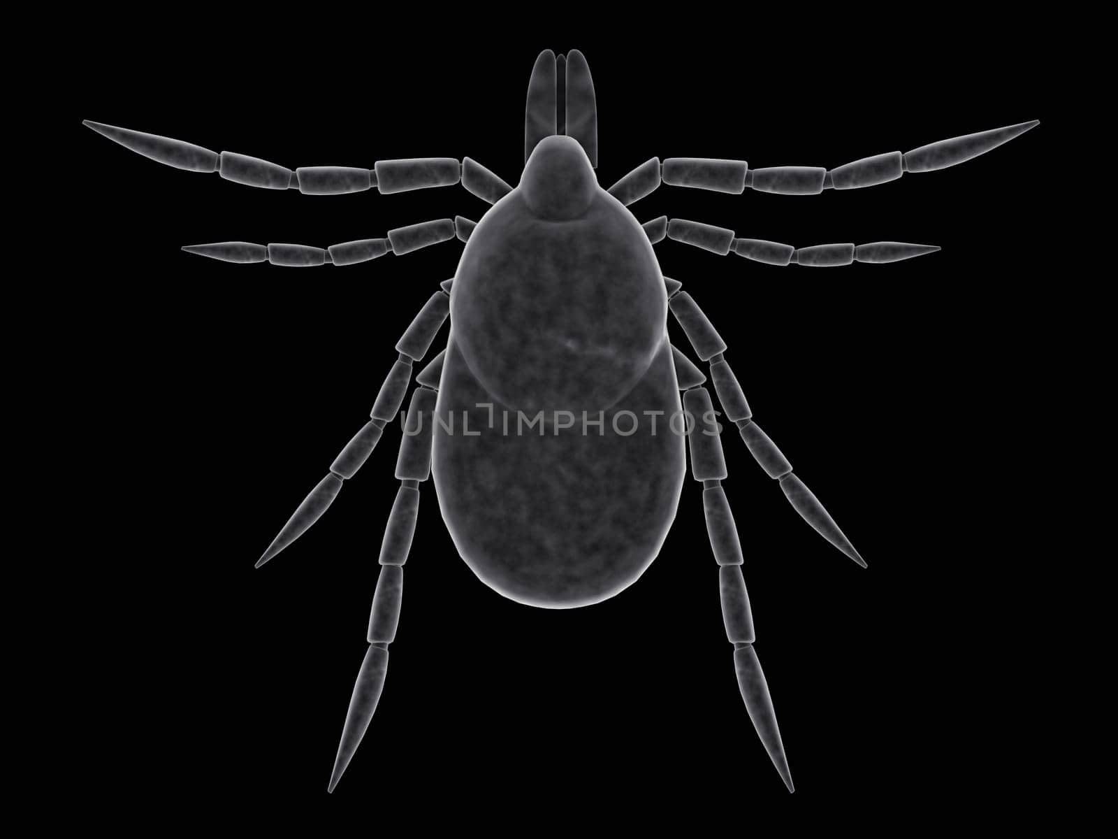 3d rendered illustration of a tick