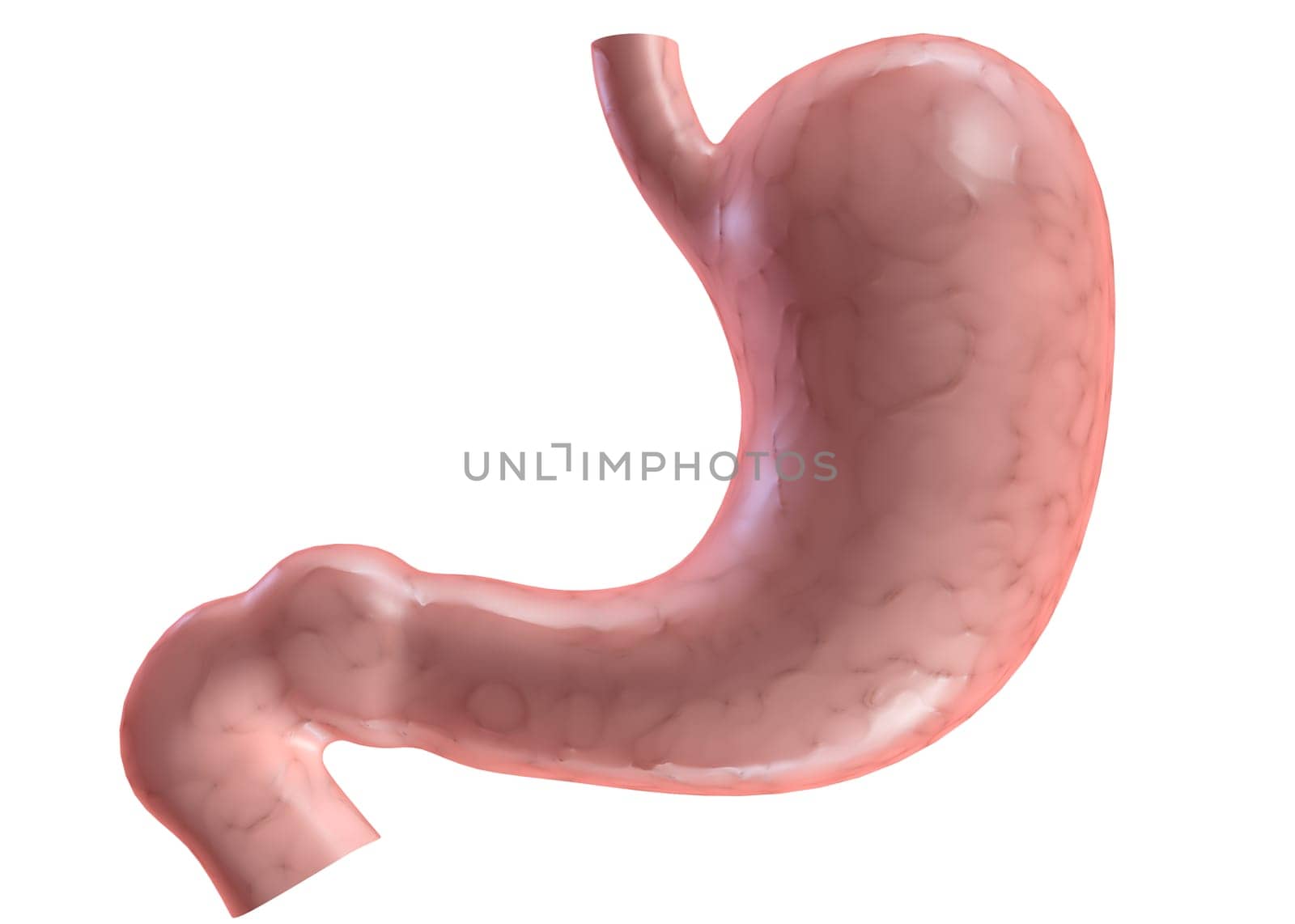 3d rendered anatomy illustration of a human healthy stomach