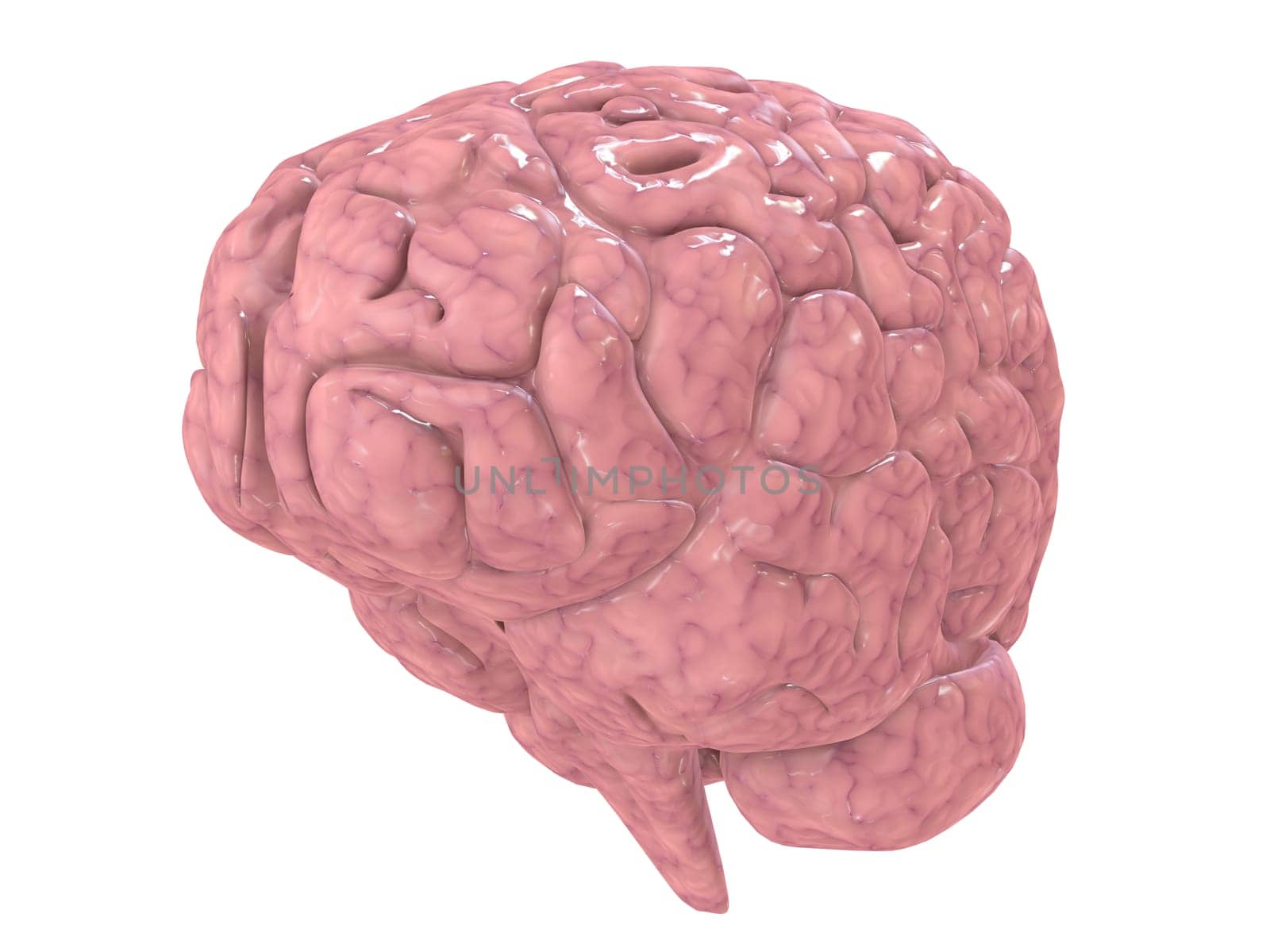 3d rendered anatomy illustration of a human brain
