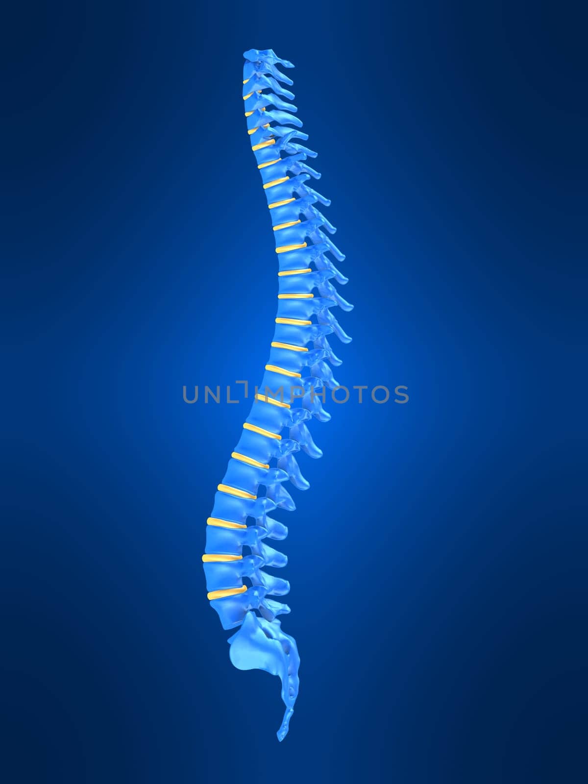 3d rendered anatomy illustration of a human spine