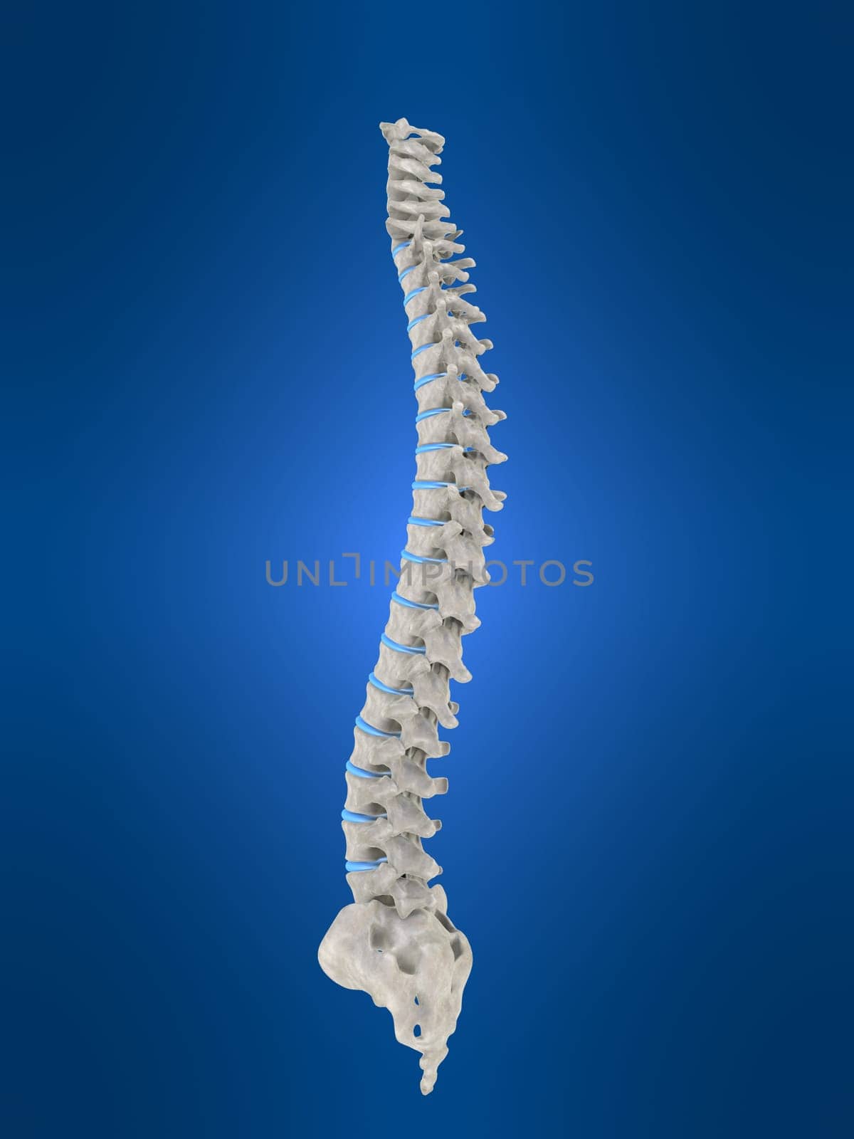 3d rendered anatomy illustration of a human spine