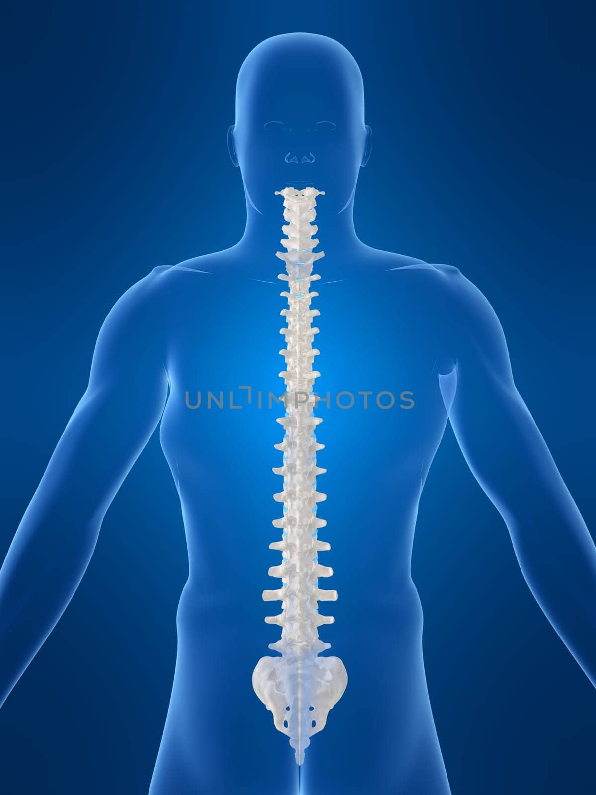 3d rendered anatomy illustration of a body shape with spine