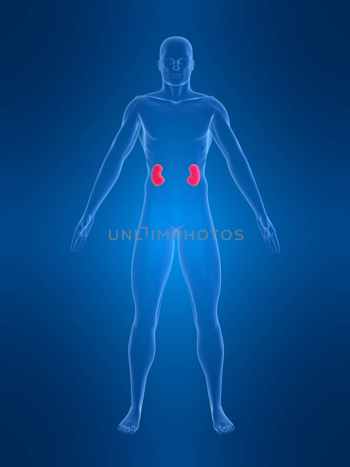 3d rendered anatomy illustration of a human shape with kidneys