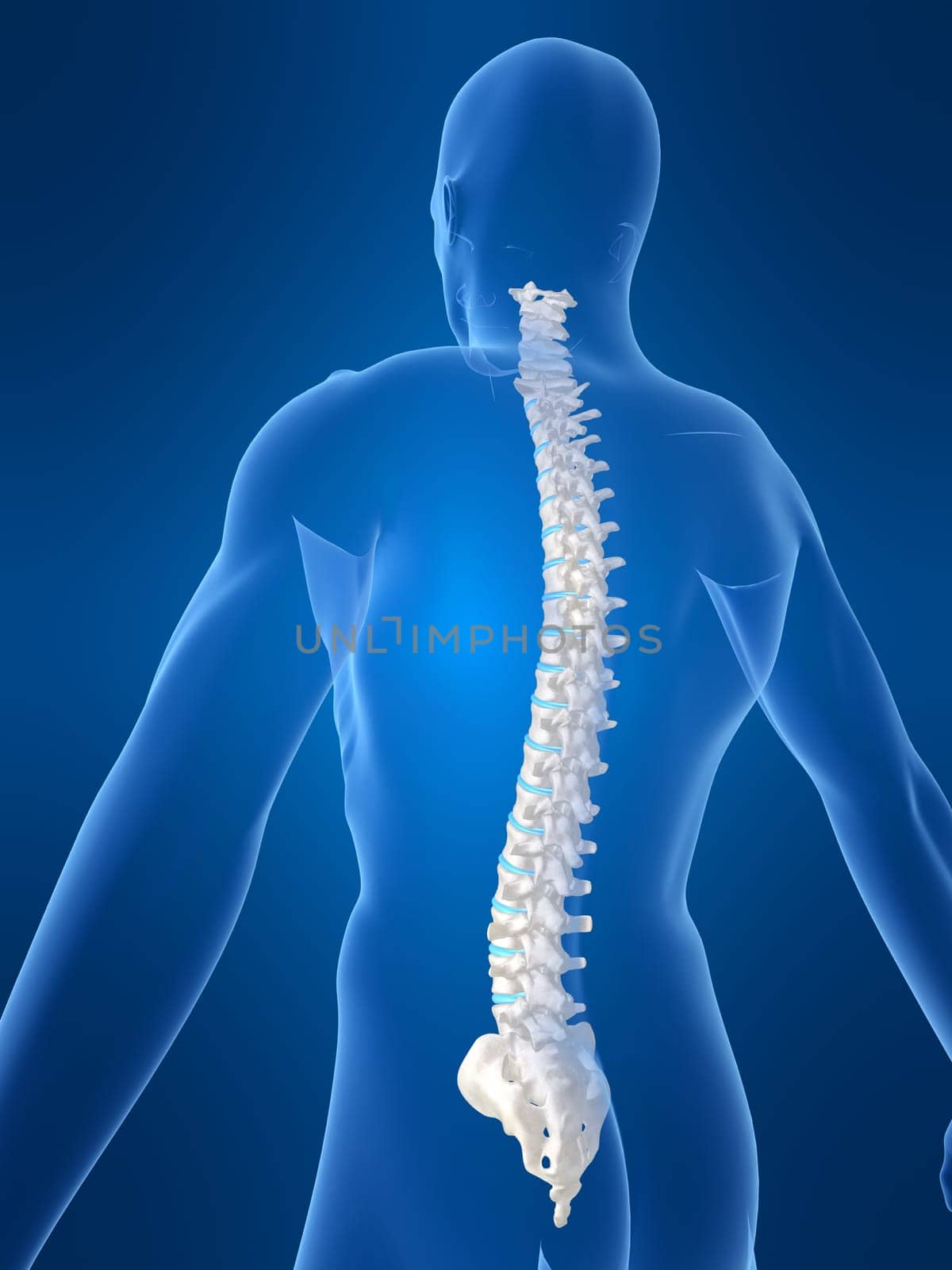 3d rendered anatomy illustration of a body shape with spine