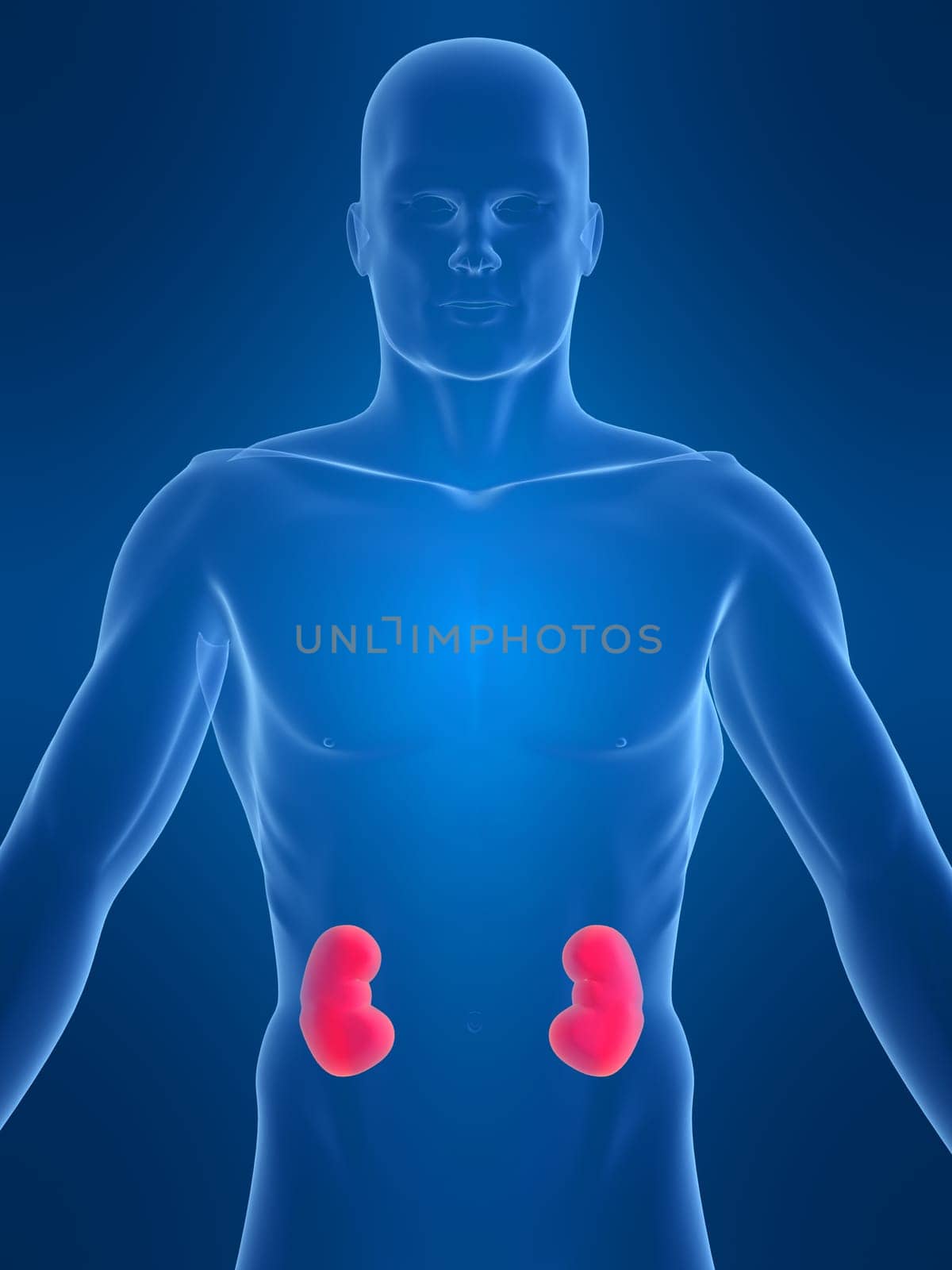 3d rendered anatomy illustration of a human shape with kidneys