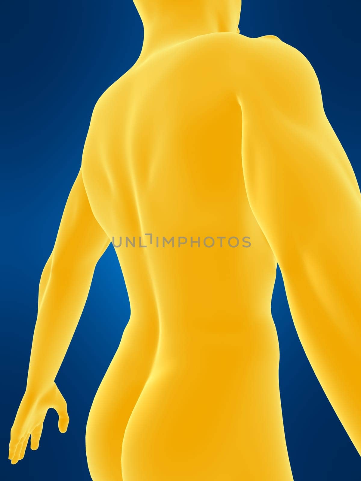 3d rendered anatomy illustration of a male back