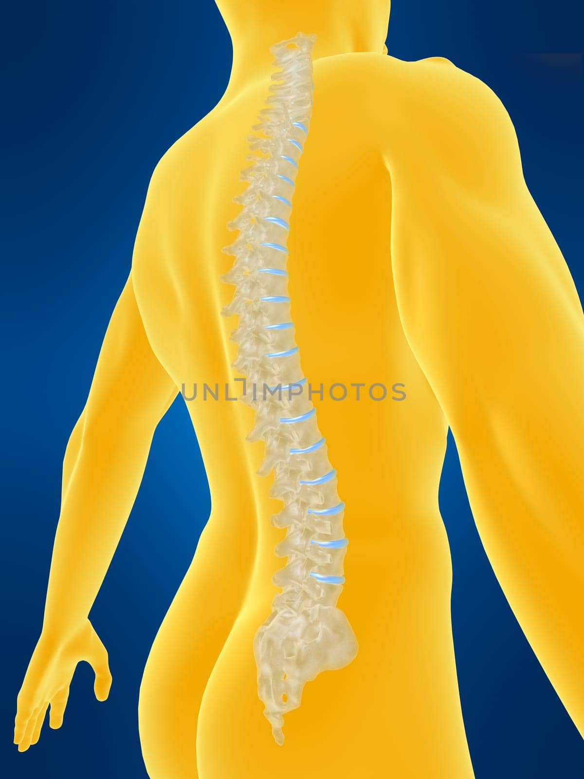 3d rendered anatomy illustration of a body shape with spine