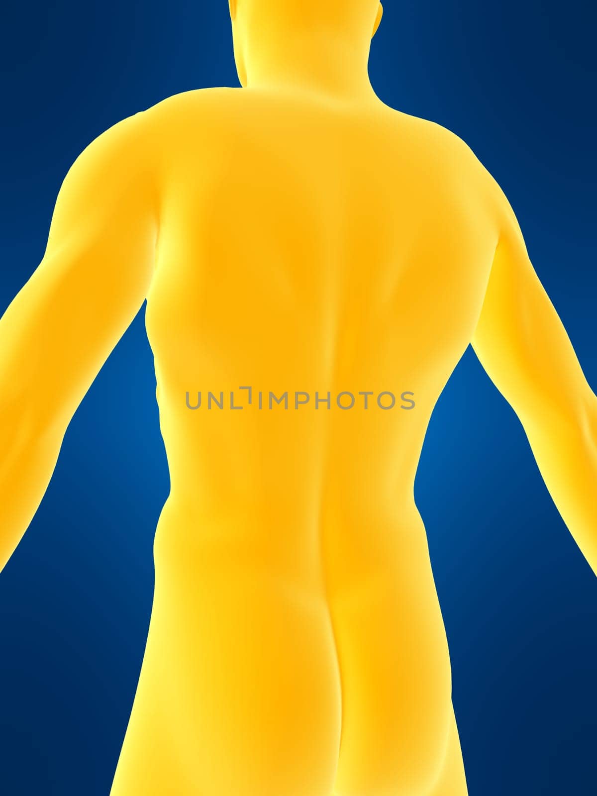 3d rendered illustration of a male back shape