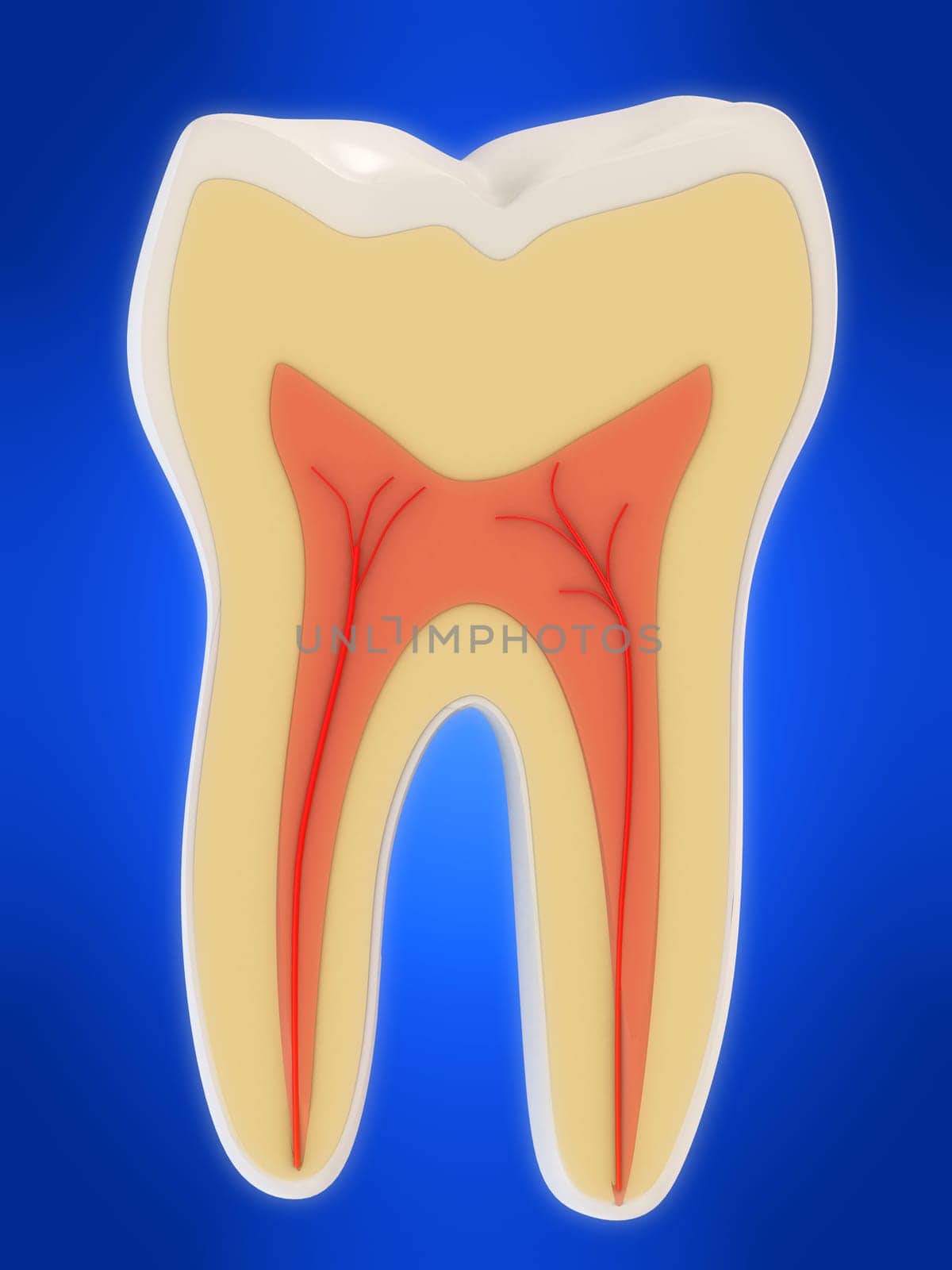 3d rendered illustration of a human tooth