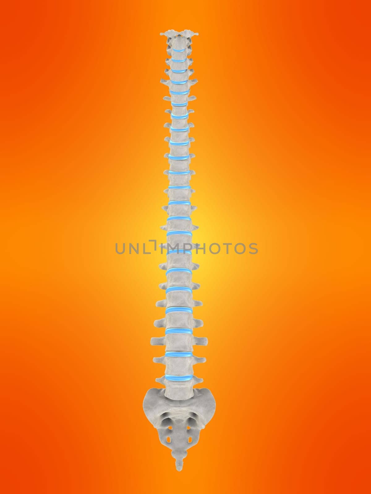 3d rendered anatomy illustration of a human spine