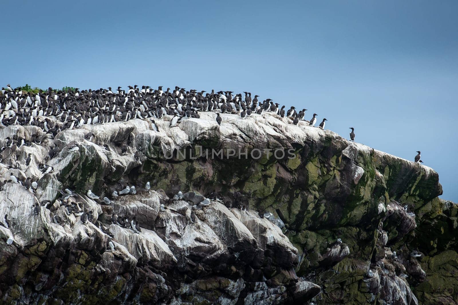 Seabird colony Common Murres North Atlantic