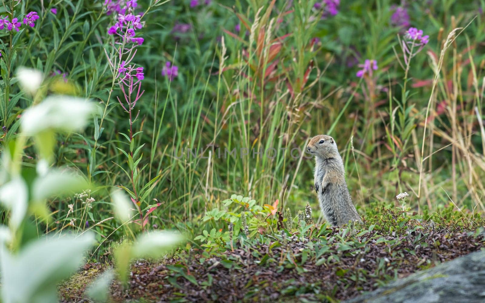 Prairie dog hiding in grassy Meadow.