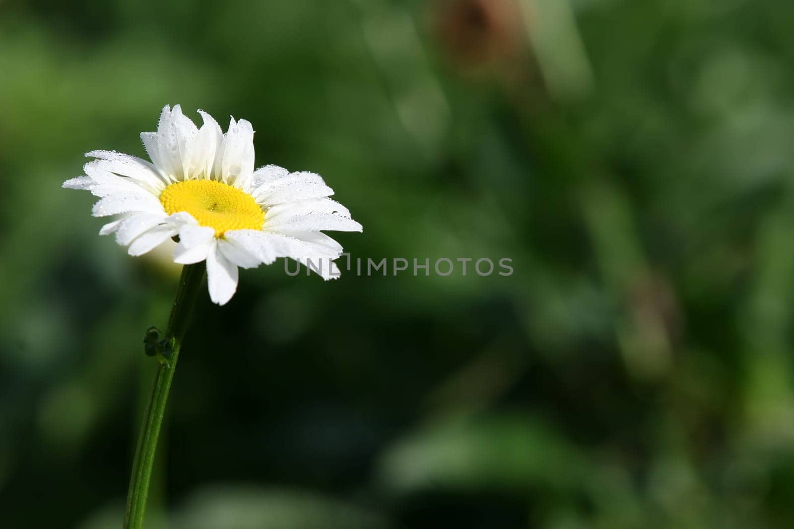 Chrysanthemum daisy taken in the morning, you can see the dew detail on full size