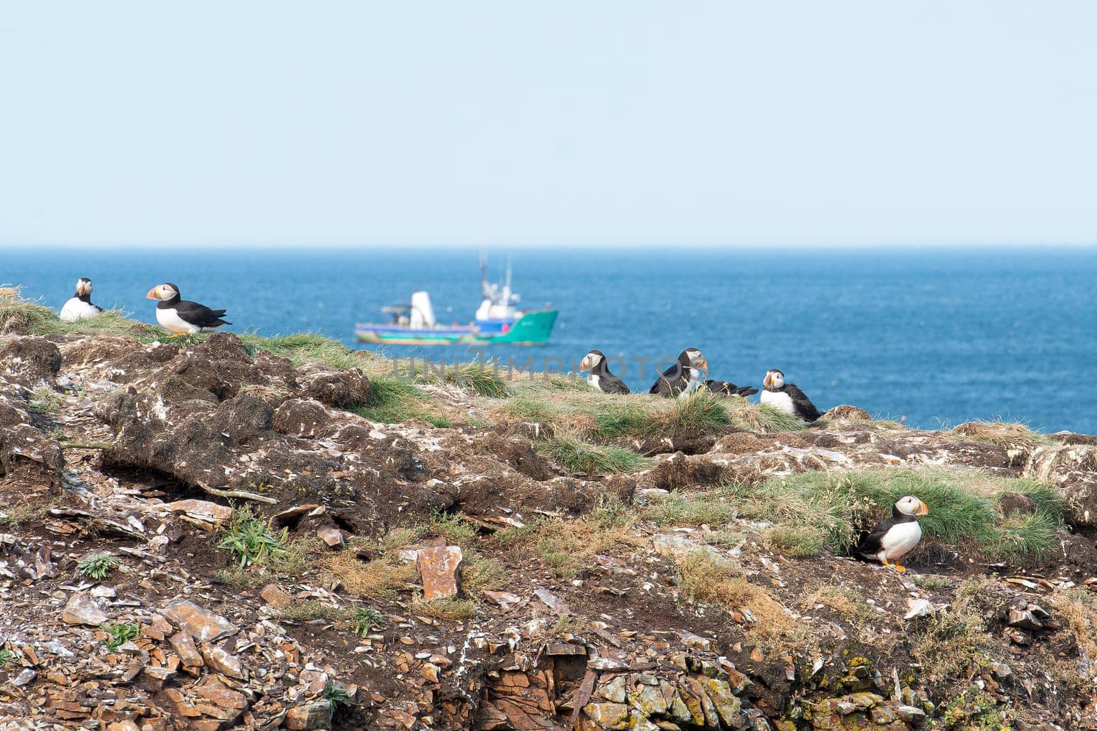 Canadian Atlantic Puffins overlook fishing vessel.