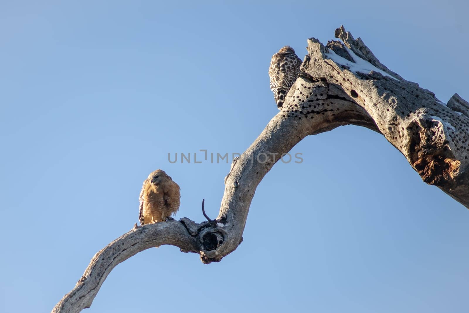 Breeding pair of hawks court in early spring