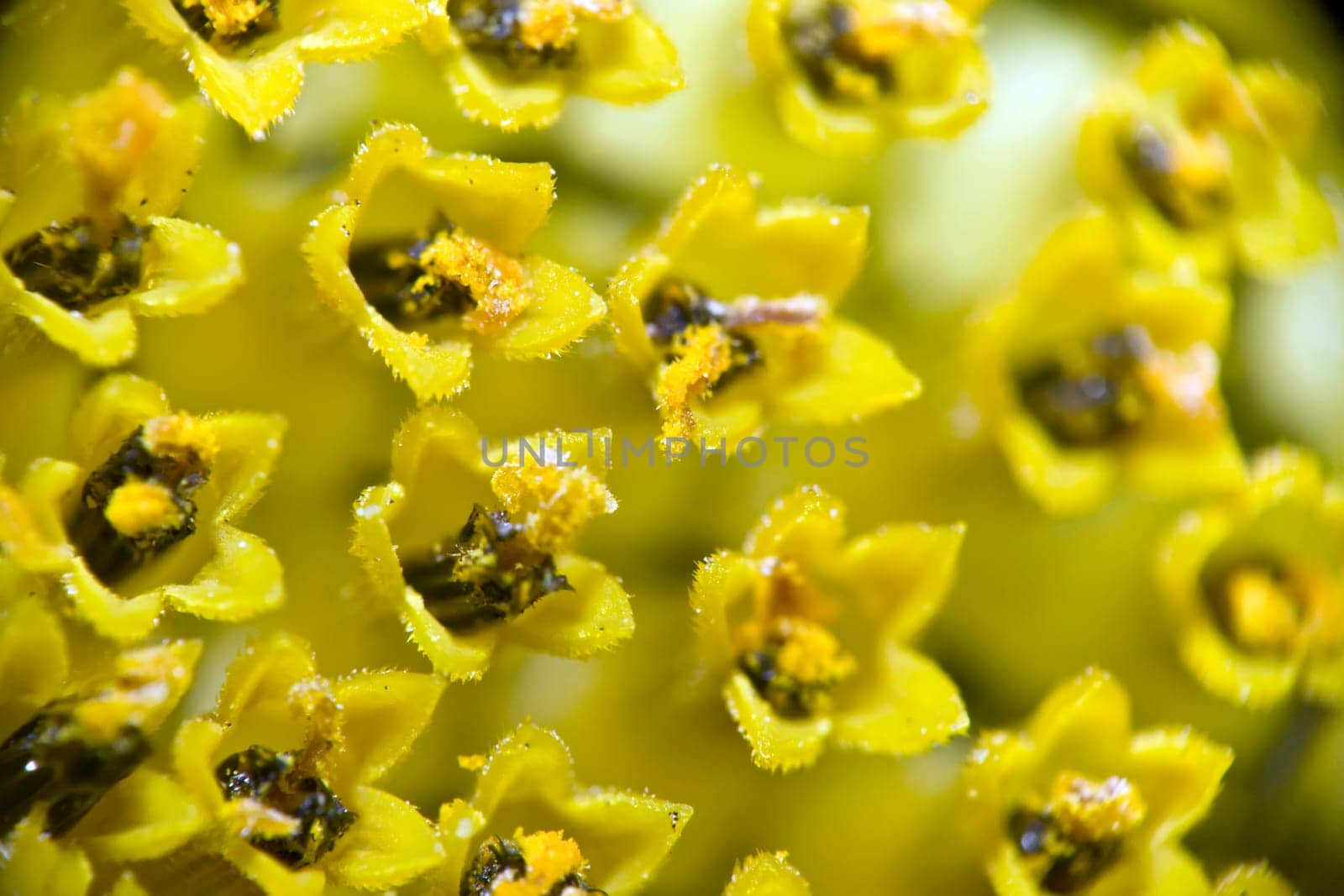 Macro of Sun Flower's Core taken at Bali island
