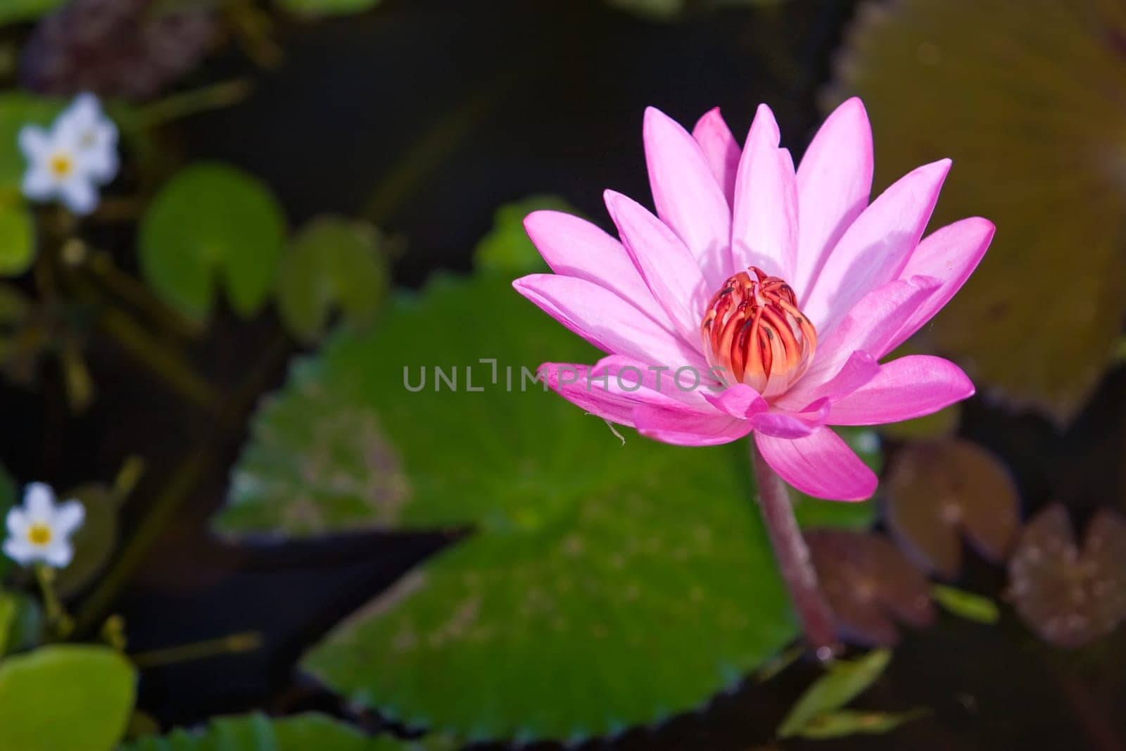 Asian Lotus Pond taken at Bali island