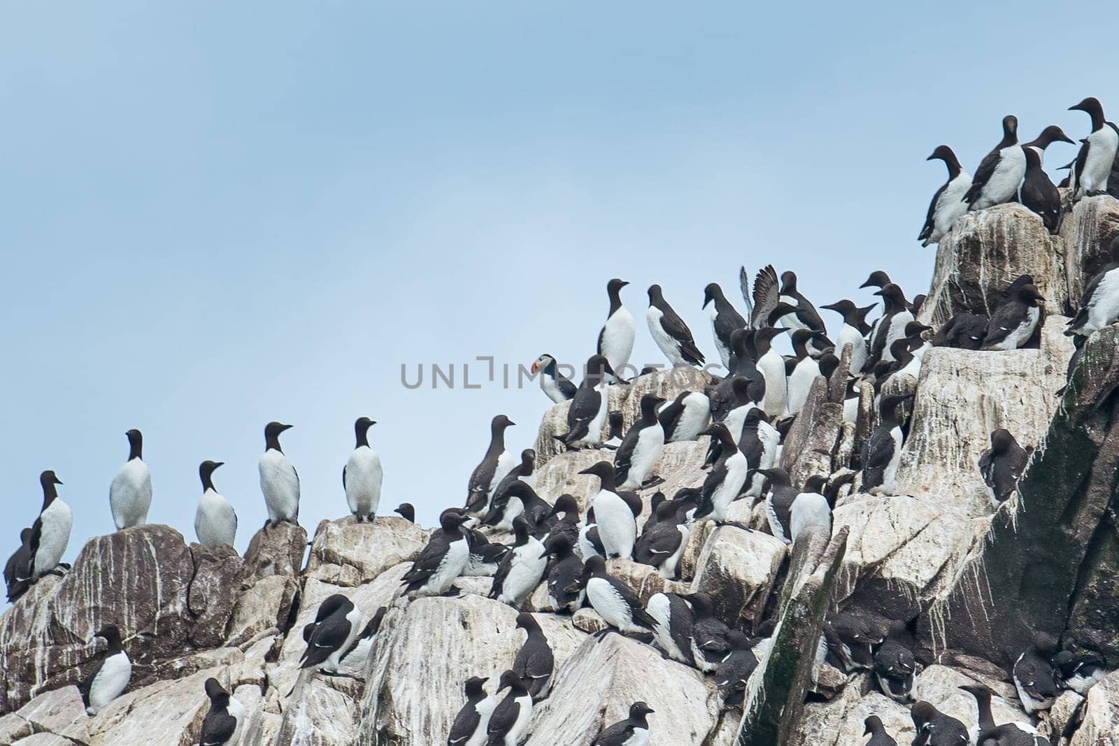 Black Guillemots surround lonely Atlantic Puffin