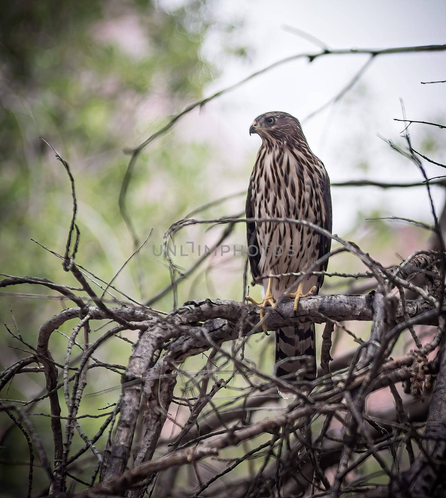Young Hawk Quietly Waiting Prey