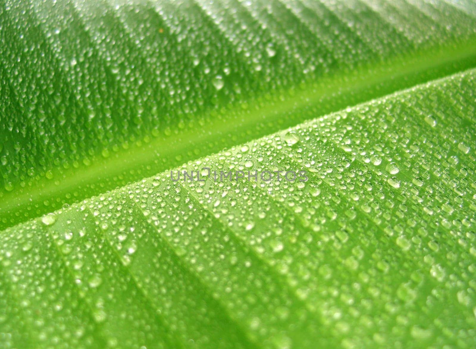 Rain drops on green banana leaf