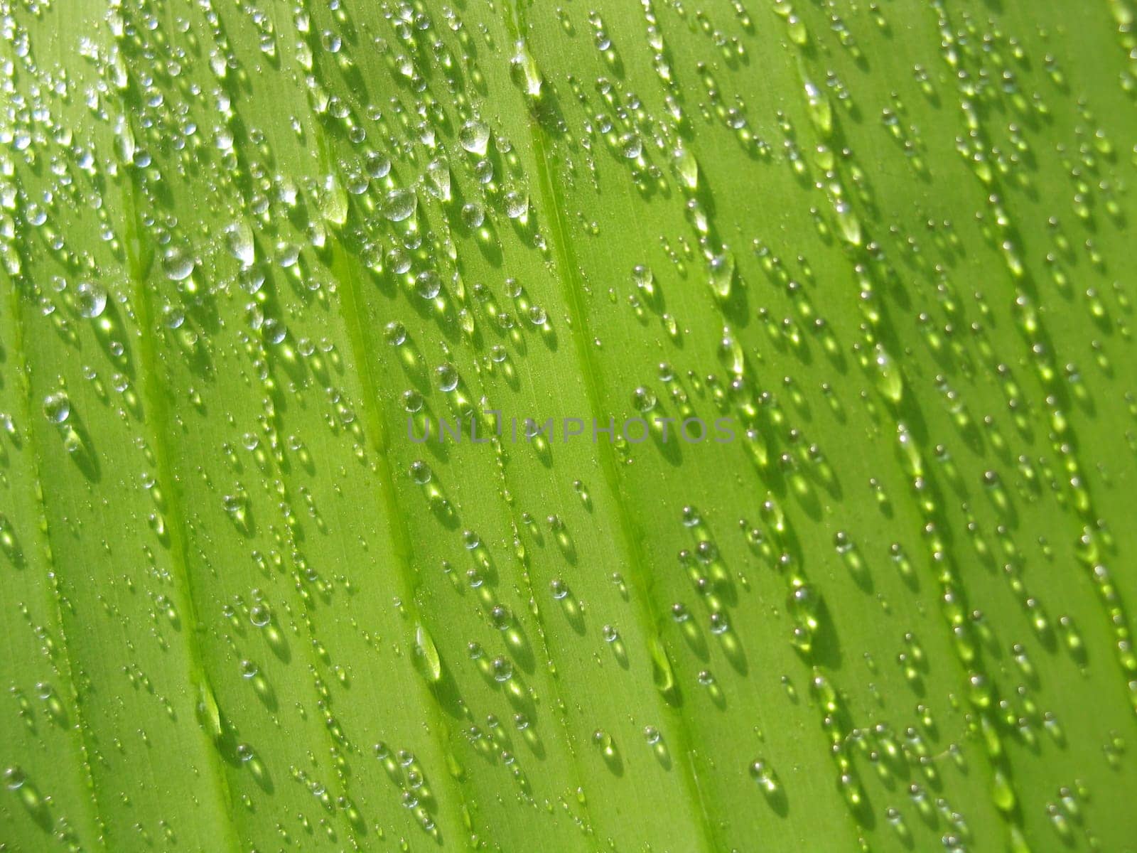Rain drops on green banana leaf