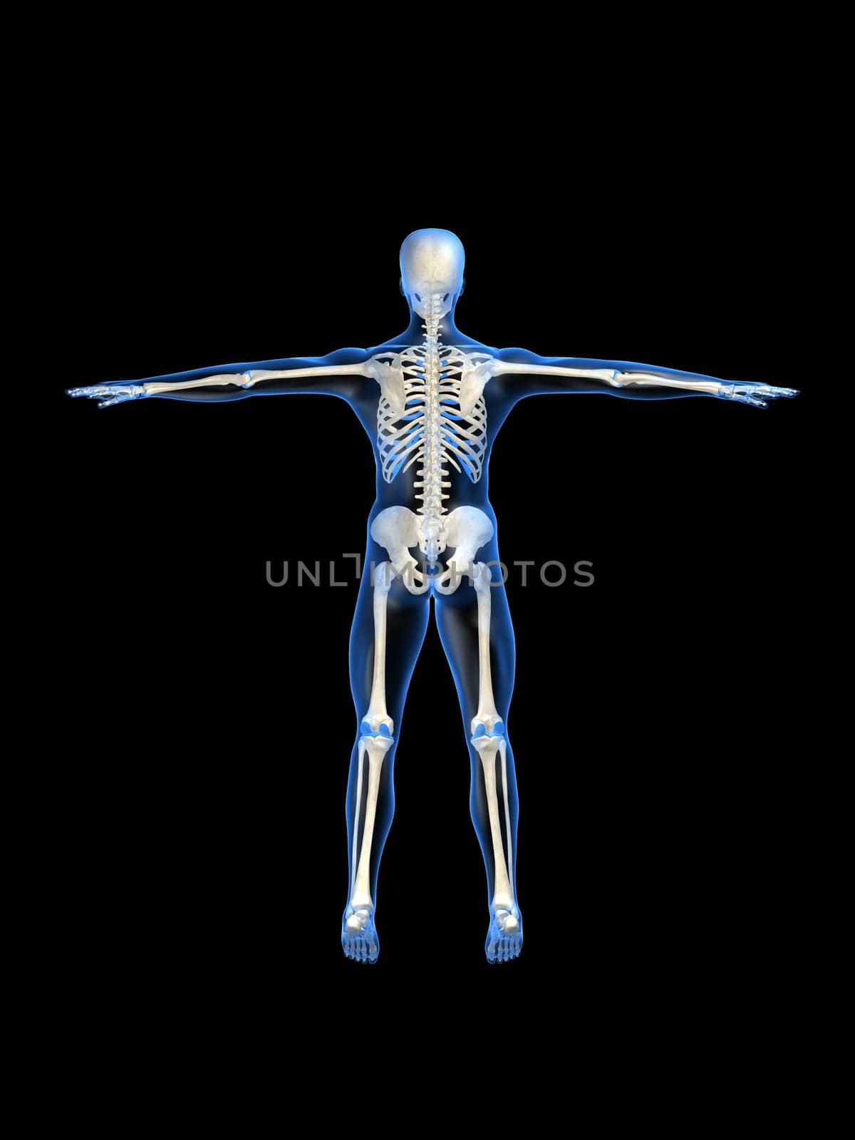 3d rendered anatomy illustration of a human skeleton, backview