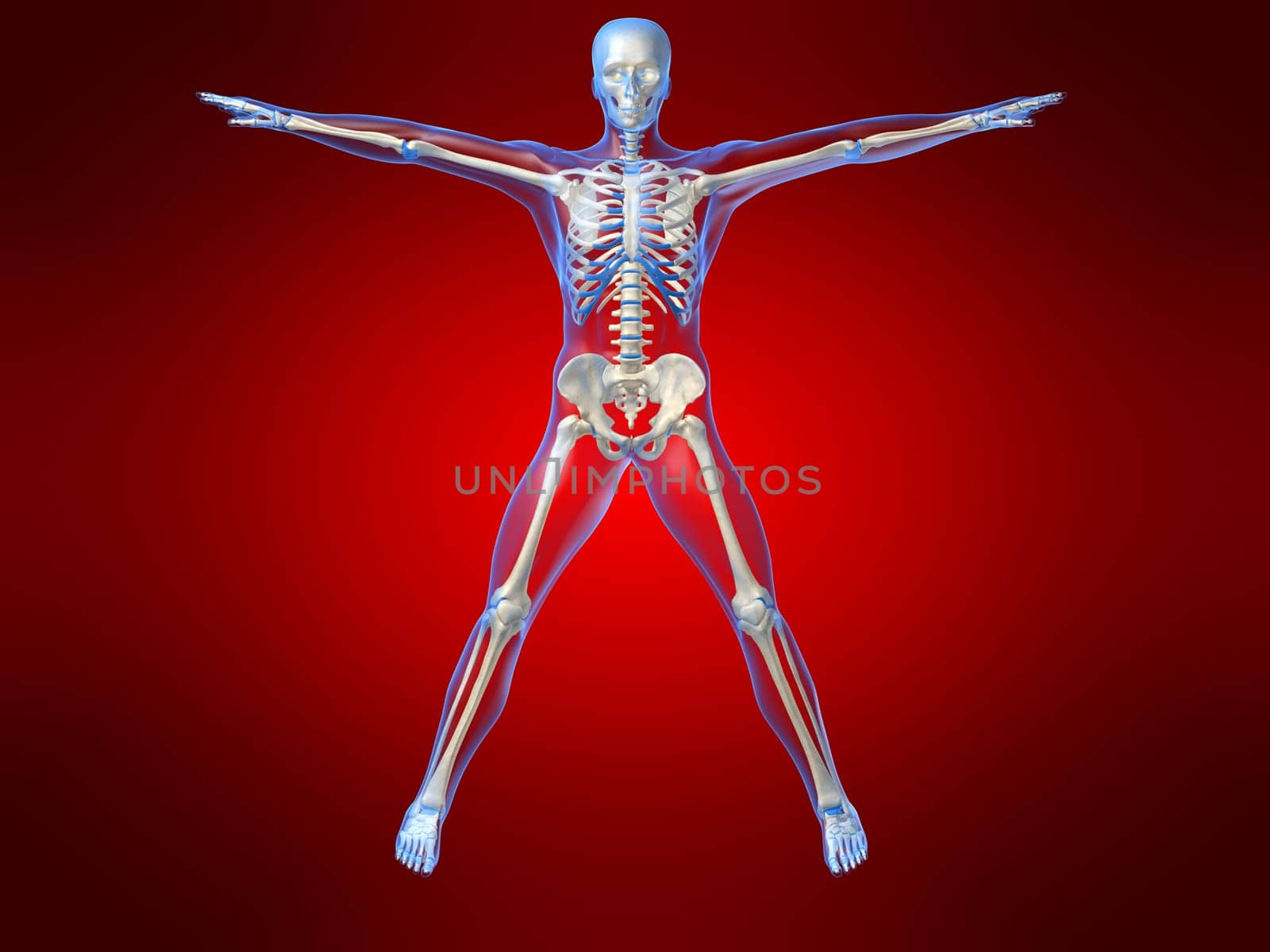 3d rendered anatomy illustration of a human skeleton, frontview
