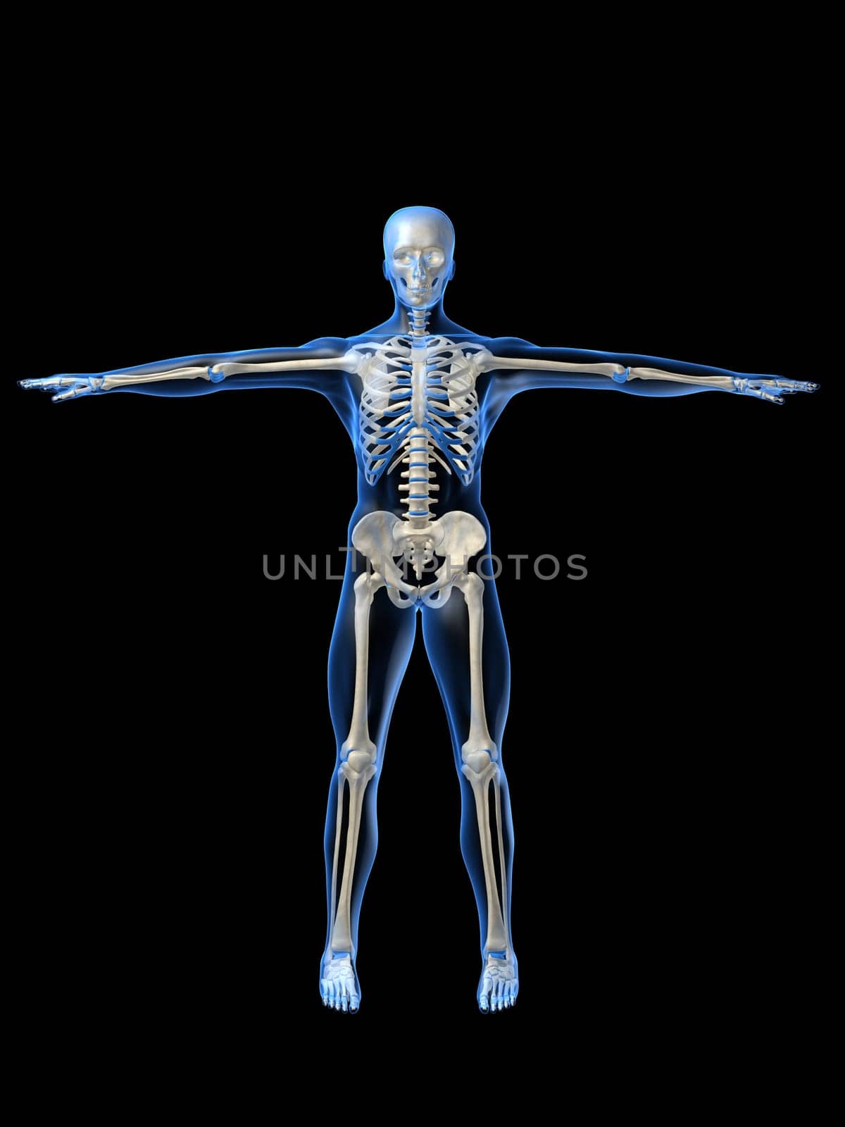3d rendered anatomy illustration of a human skeleton, frontview