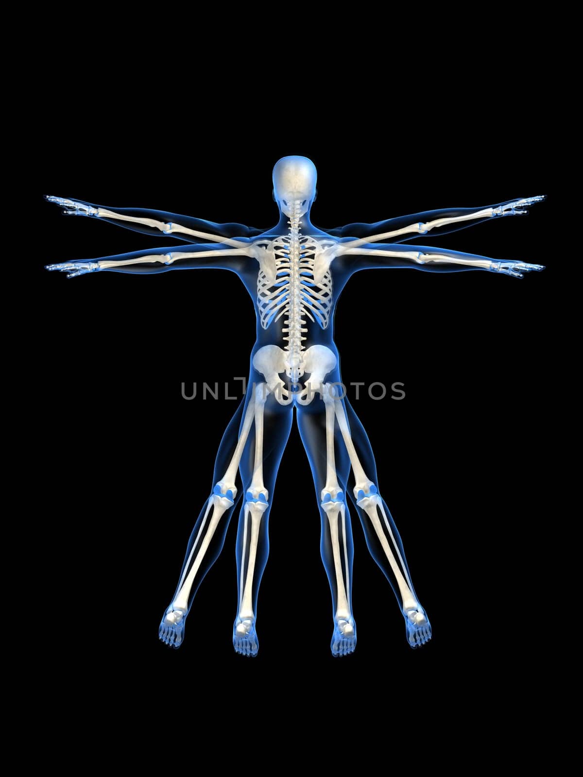 3d rendered anatomy illustration of a human skeleton, backview