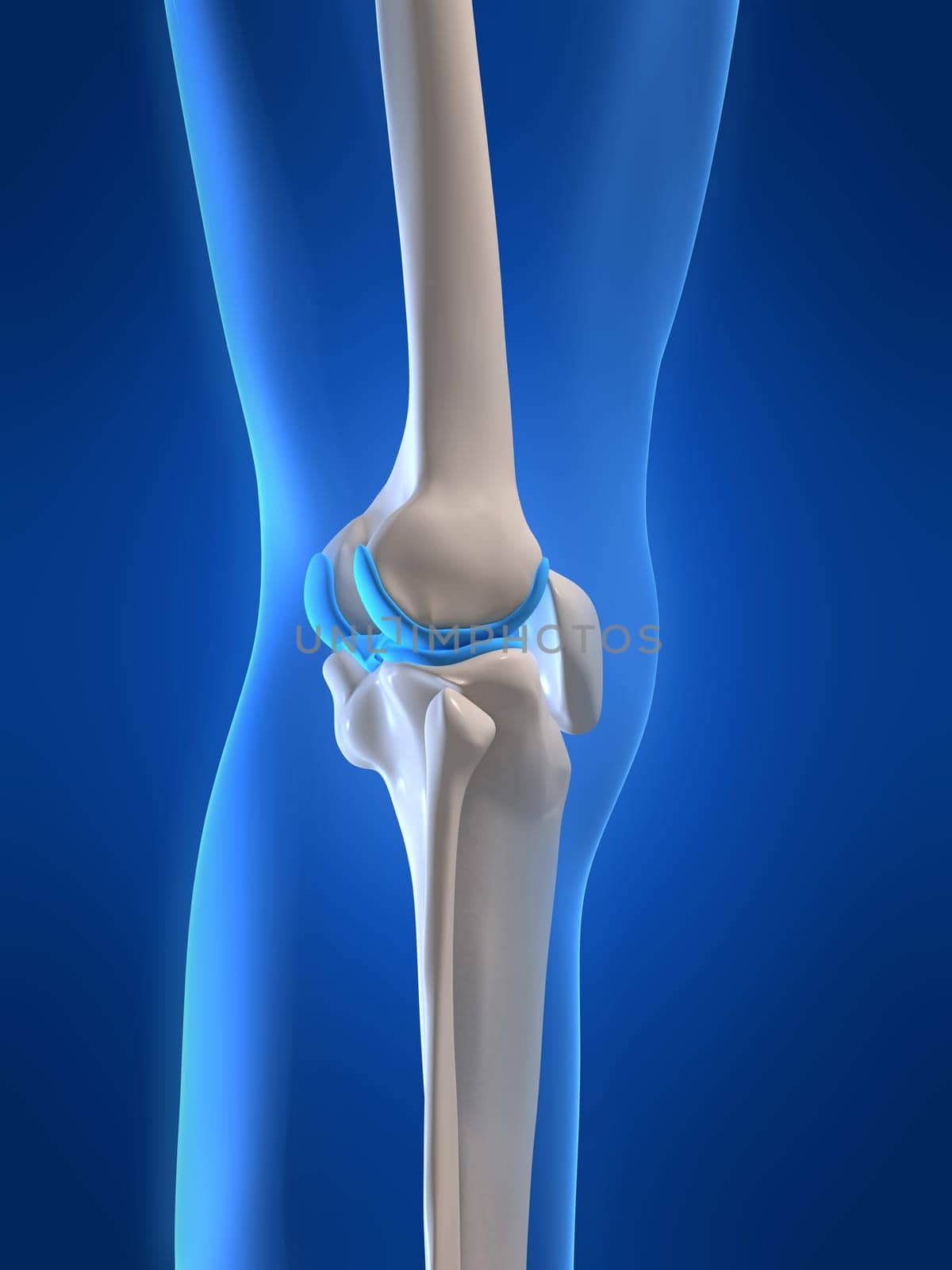 3d rendered anatomy illustration of a human knee