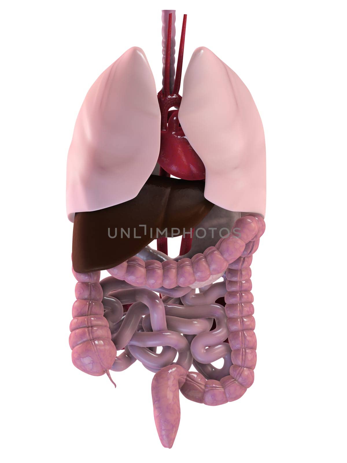 3d rendered anatomy illustration of human organs