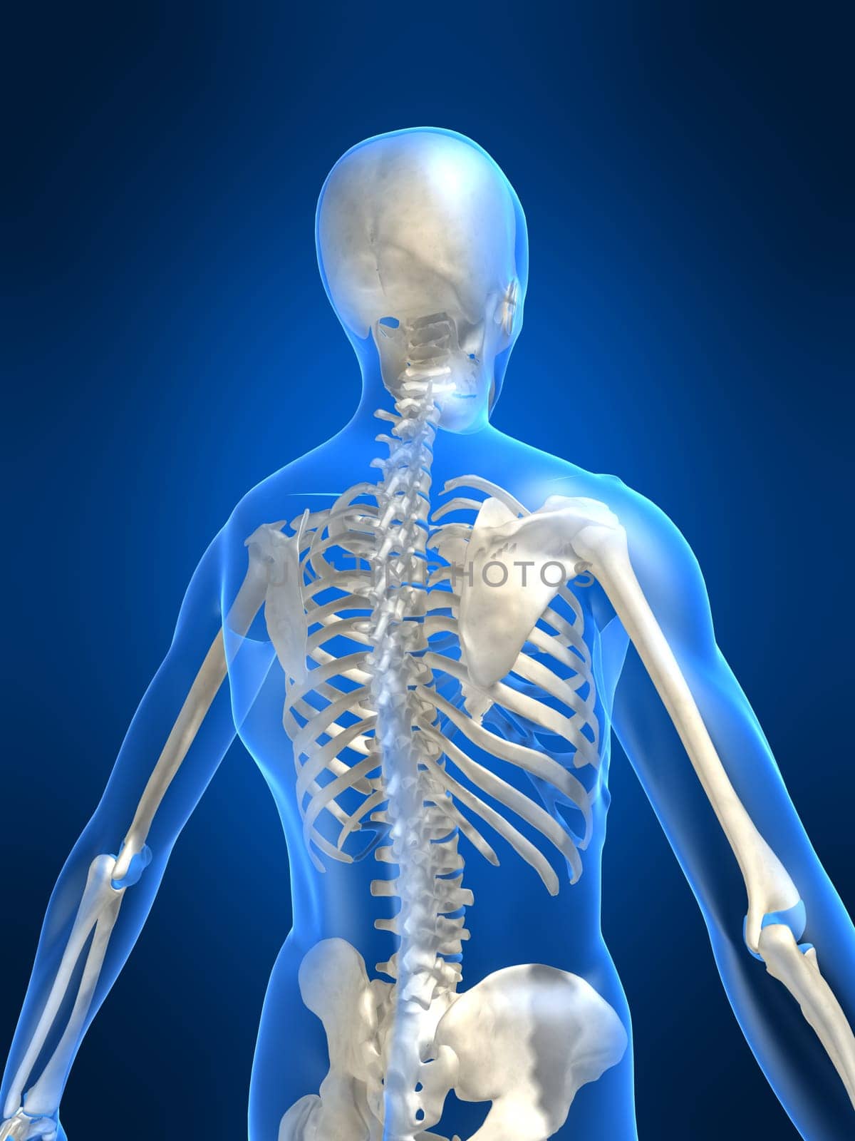 3d rendered anatomy illustration of a human skeletal back