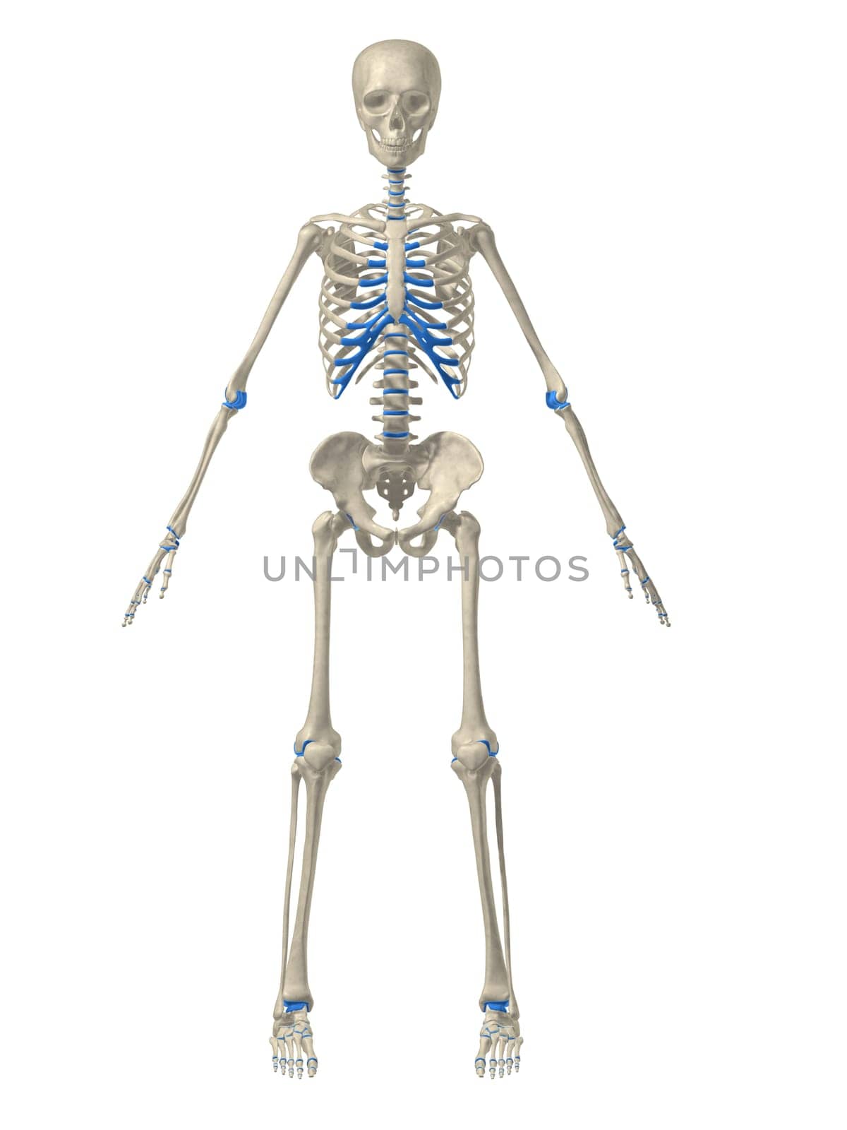 3d rendered anatomy illustration of a human skeleton, frontview