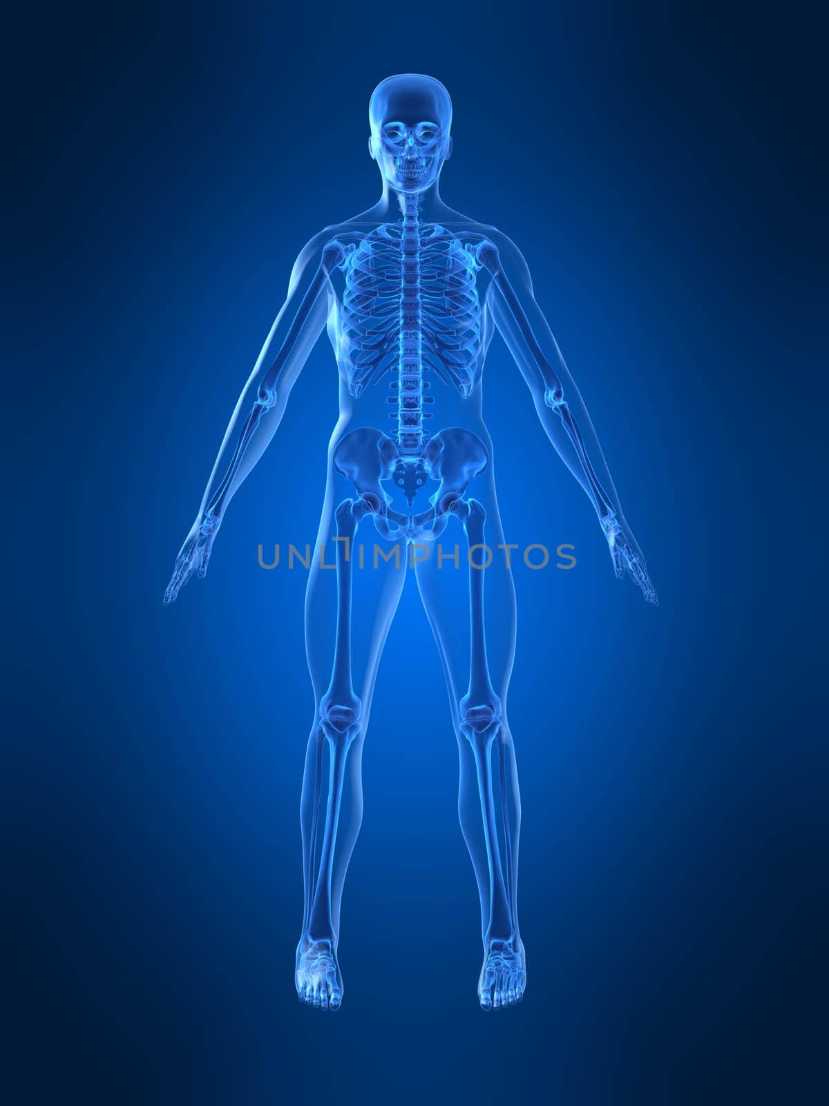 3d rendered anatomy illustration of a human body shape with a skeleton
