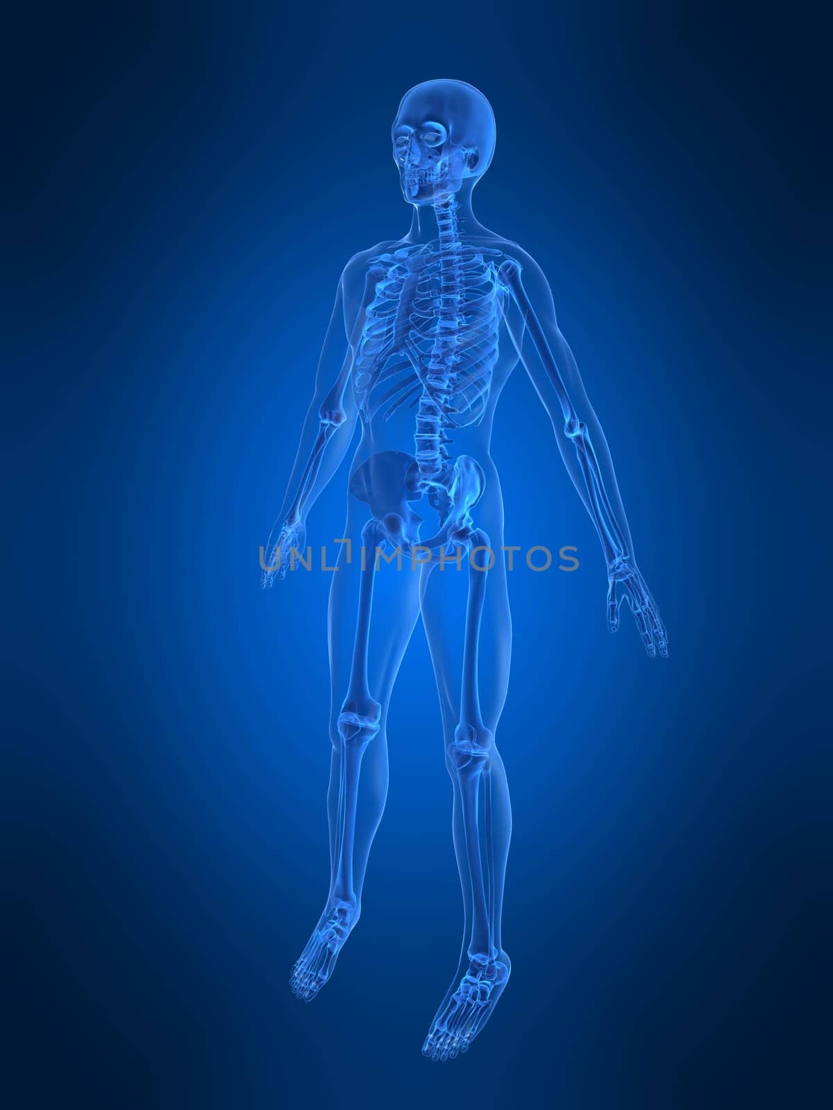 3d rendered anatomy illustration of a human body shape with a skeleton