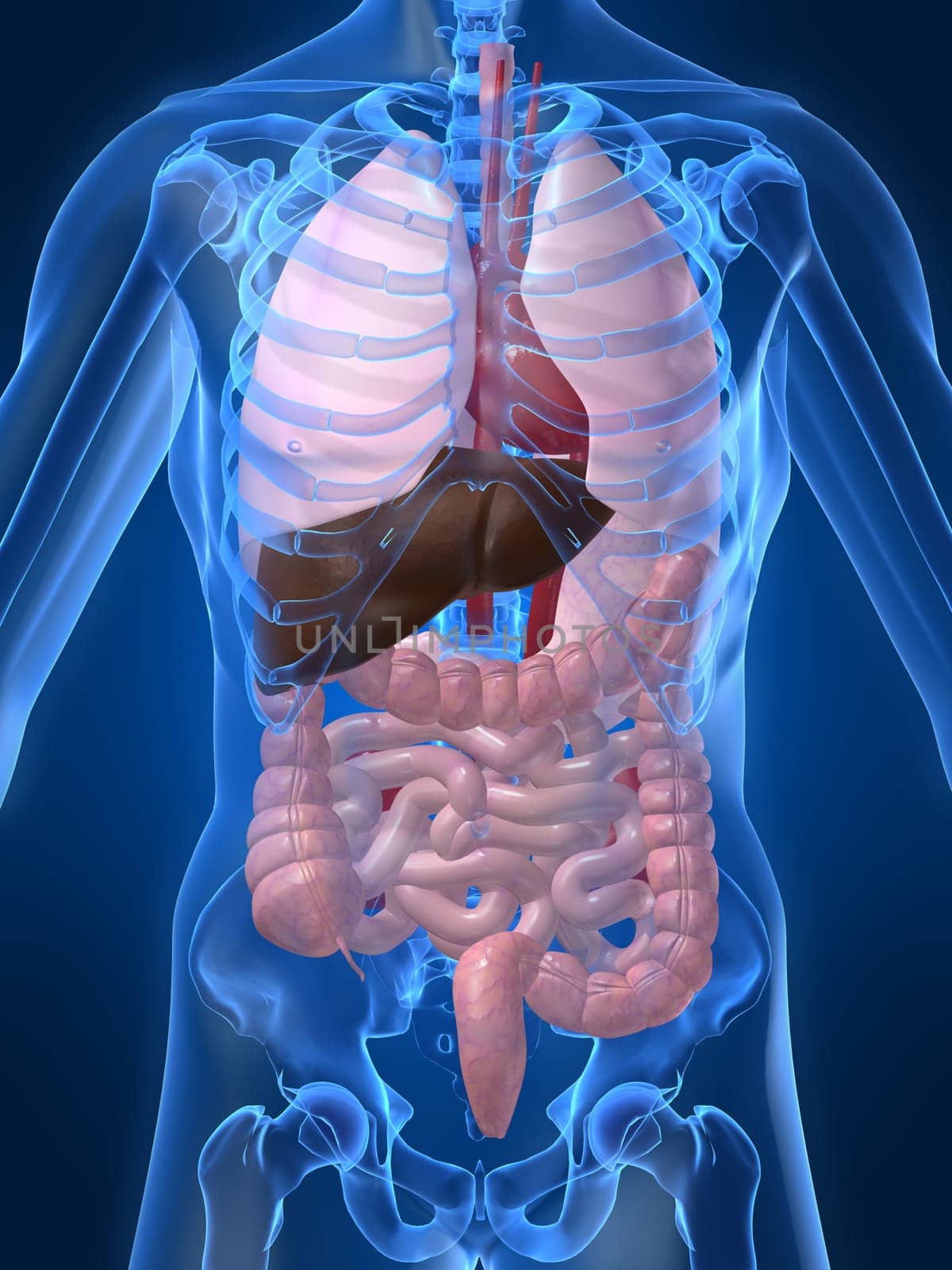 3d rendered anatomy illustration of a human skeleton with organs