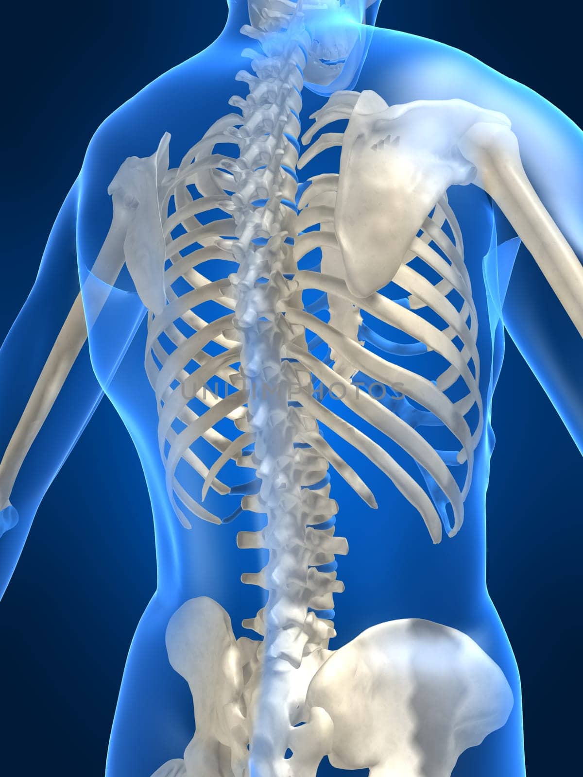 3d rendered anatomy illustration of a human skeletal back