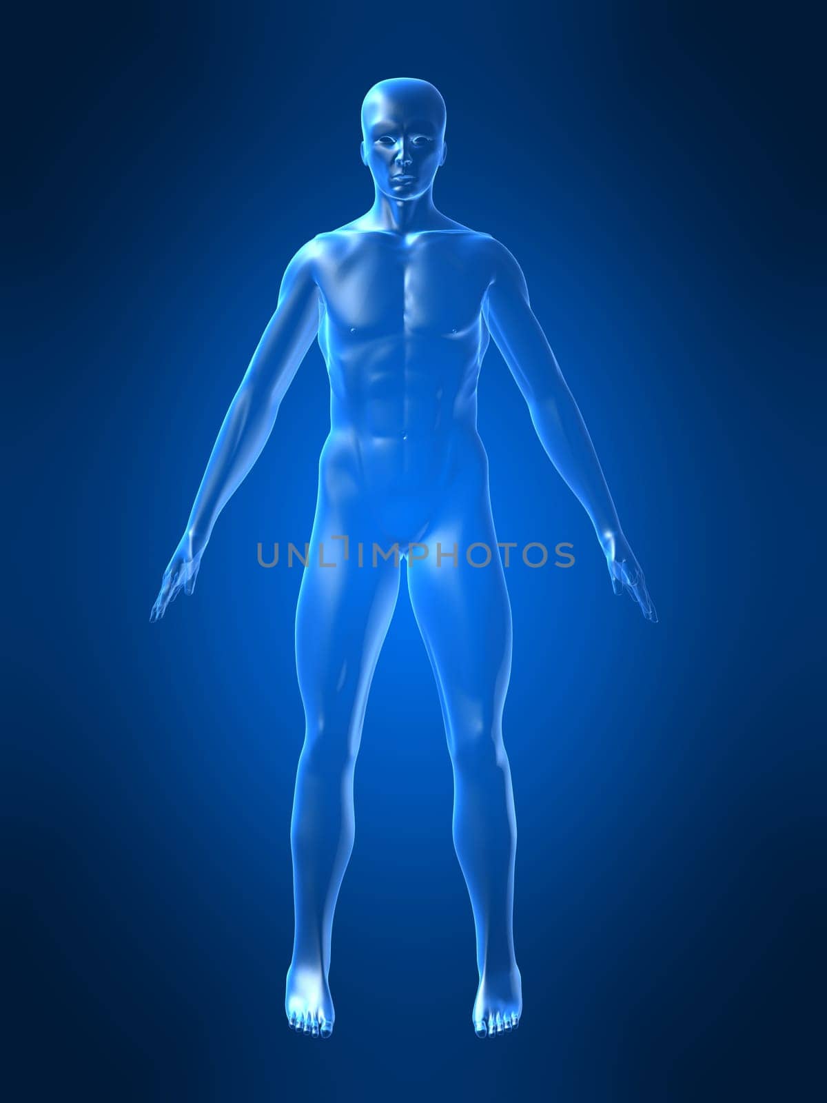 3d rendered anatomy illustration of a human body shape